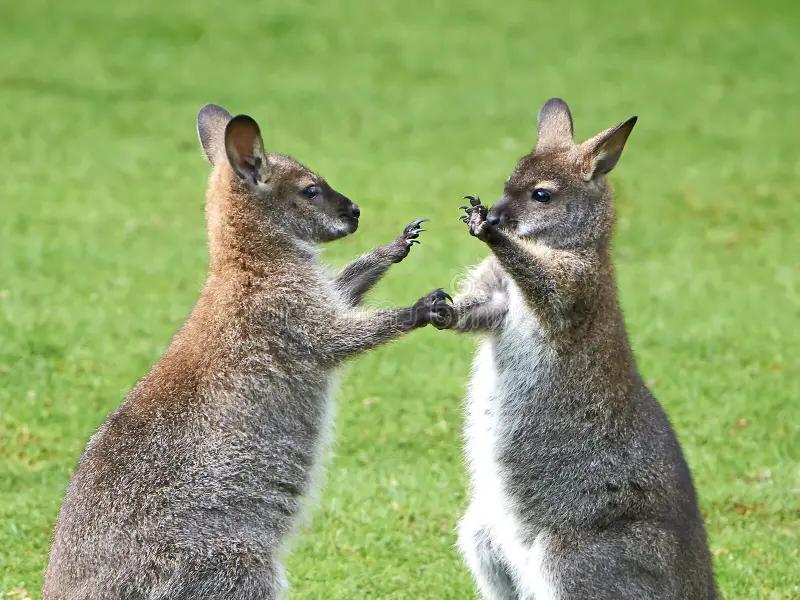 Gezocht: exotische zoogdieren, Dieren en Toebehoren, Januari, Meerdere dieren, Overige typen