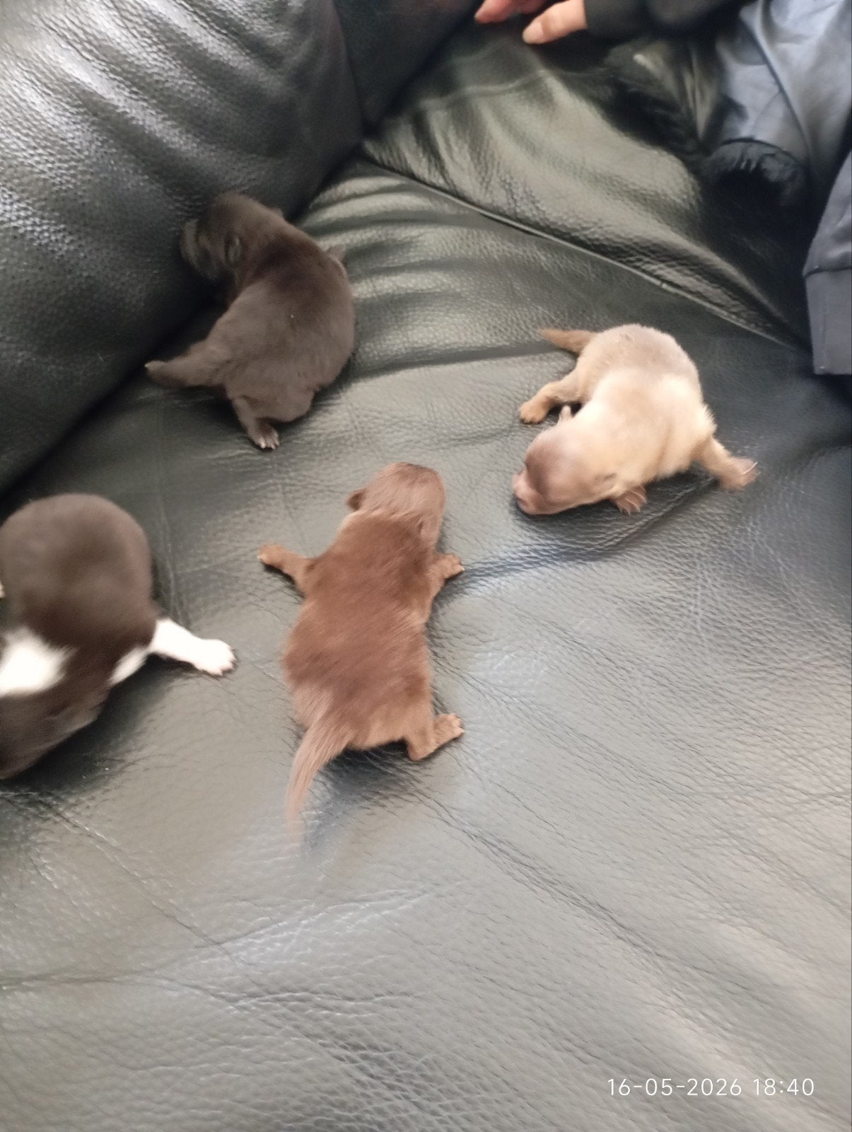 Zeer mooie pomeriaan pups ouders aanwezig, Keeshond, 8 tot 15 weken, Meerdere, Meerdere dieren