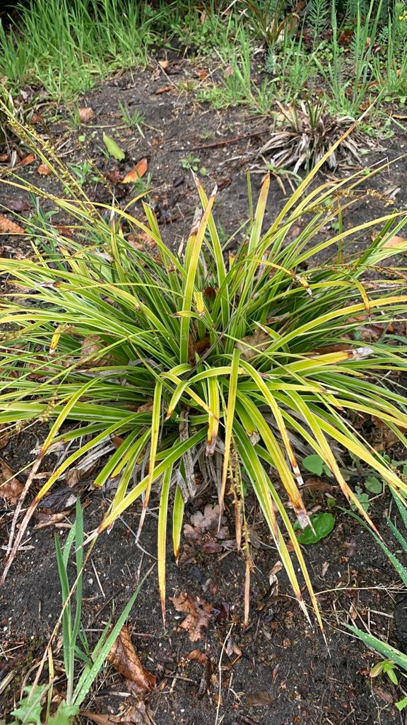 Siergras Japanse Zegge 8 stuks te koop, Ophalen, Vaste plant, Siergrassen