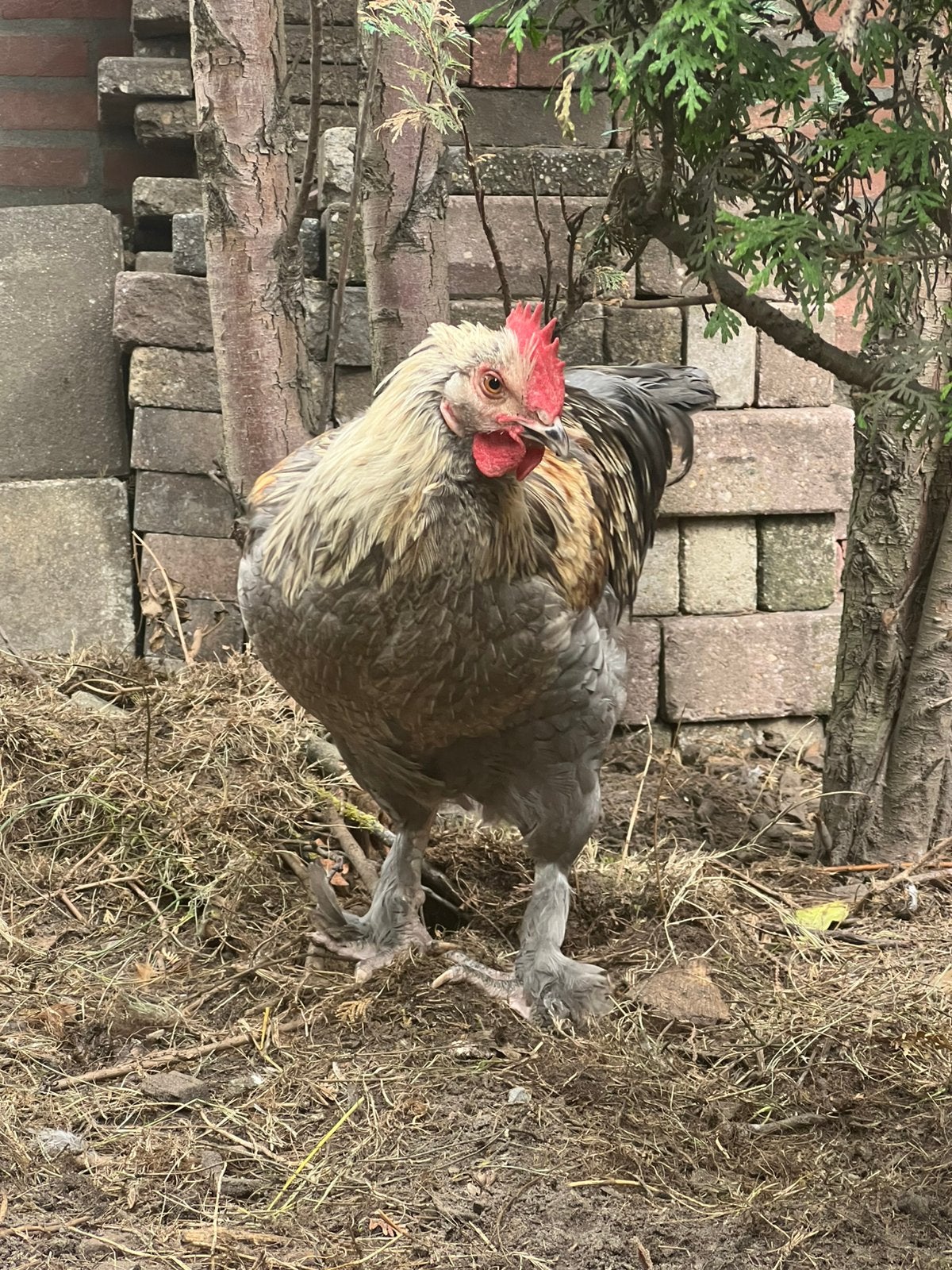 Henk de olijflegger haan, Dieren en Toebehoren, Kip