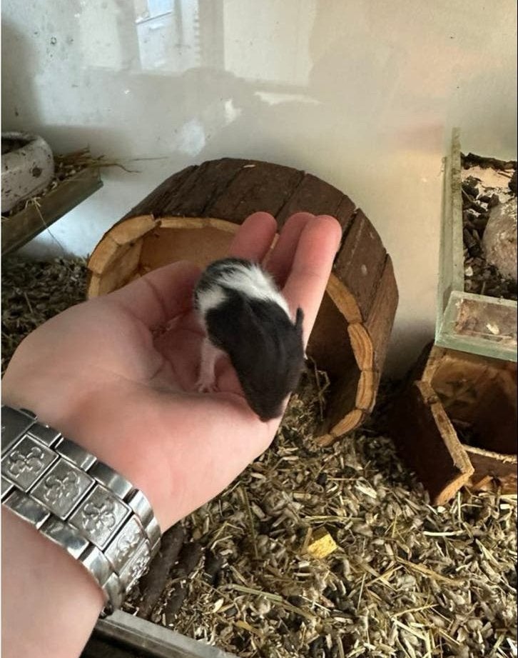 Baby goudhamstertjes, Hamster, Juni, Meerdere dieren, Tam