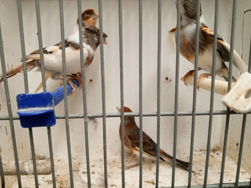 Landgraaf, Dieren en Toebehoren, Vogels | Kanaries, Meerdere dieren, Kleurkanarie