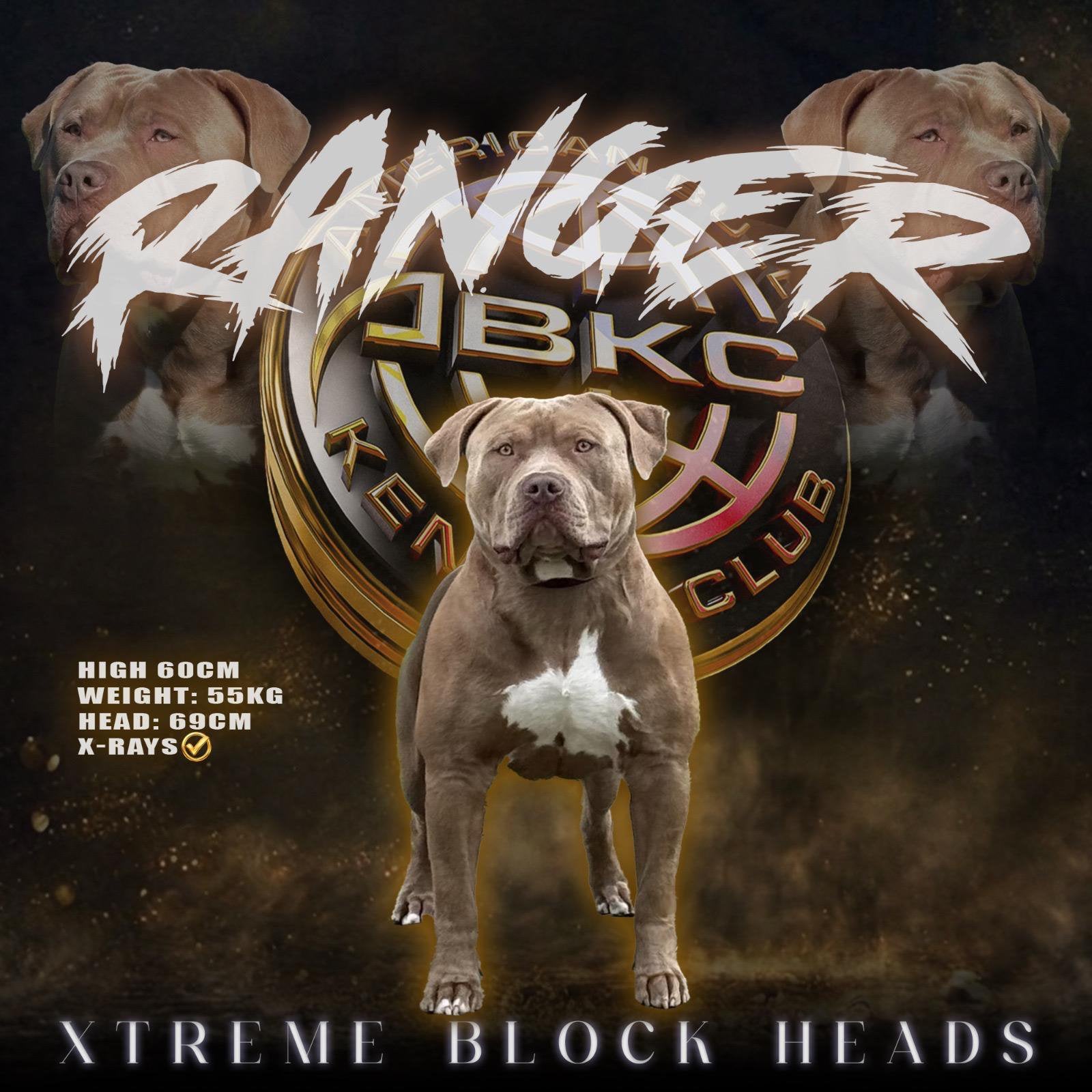 American Bully XL Dekreu – RANGER, Dieren en Toebehoren, Honden | Dekreuen, Reu, 1 tot 2 jaar, Parvo, Eén hond