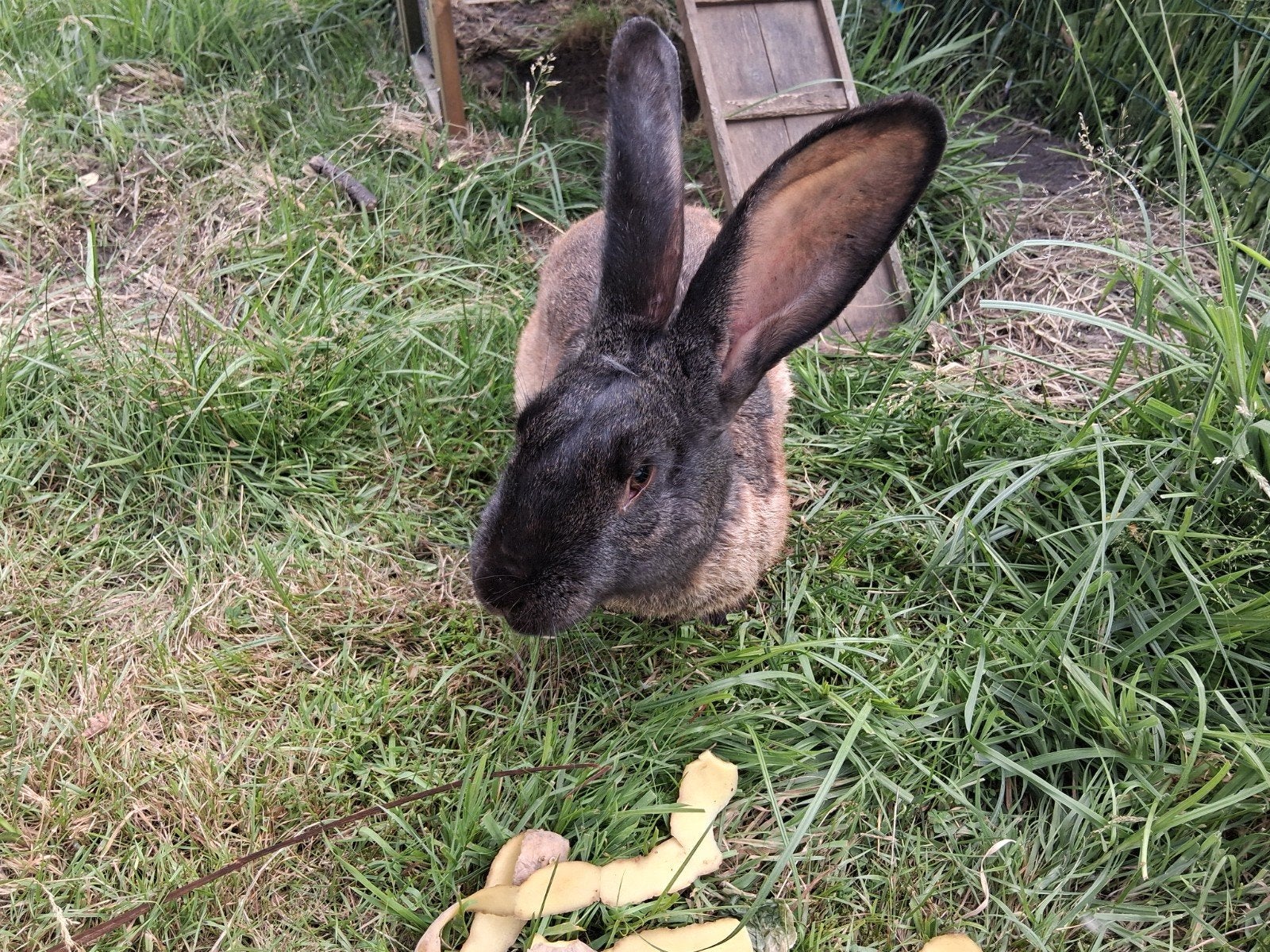Vlaamse reus konijnen, Dieren en Toebehoren, Konijnen, Mannelijk, Groot