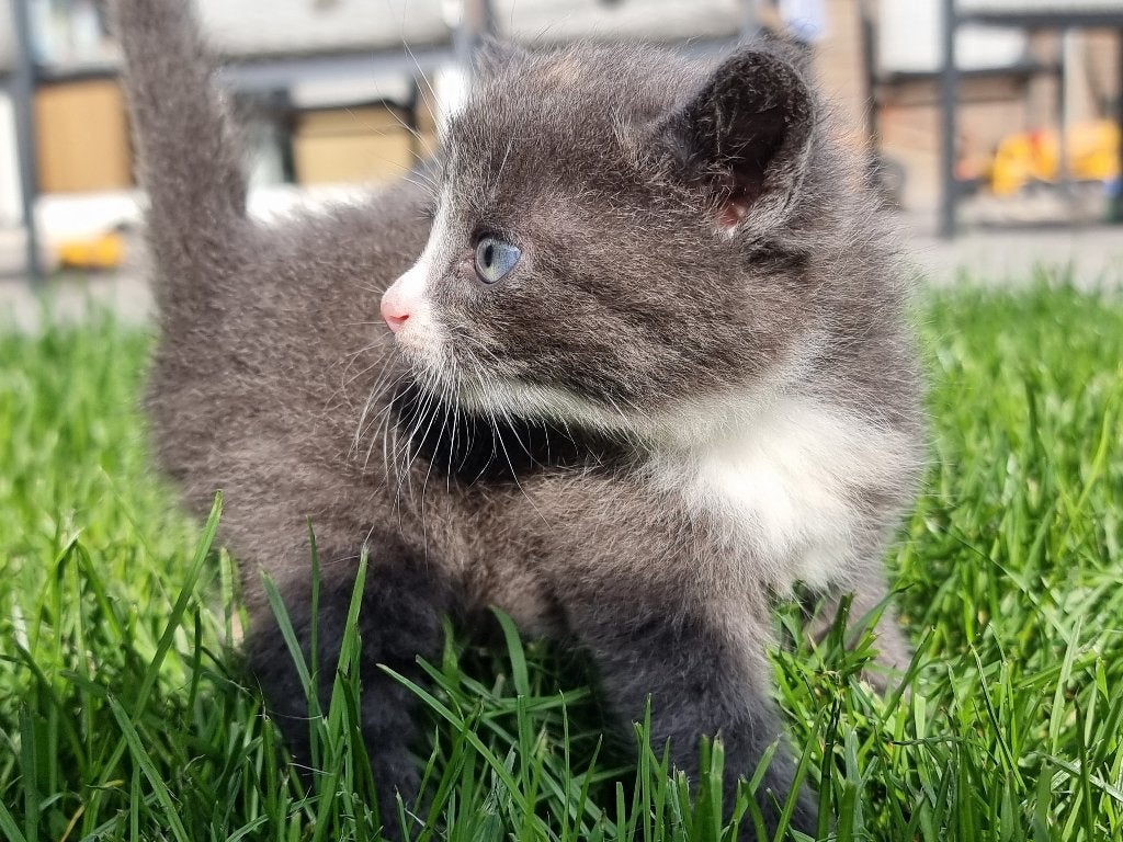 Kittens, Dieren en Toebehoren, Meerdere dieren, Ontwormd