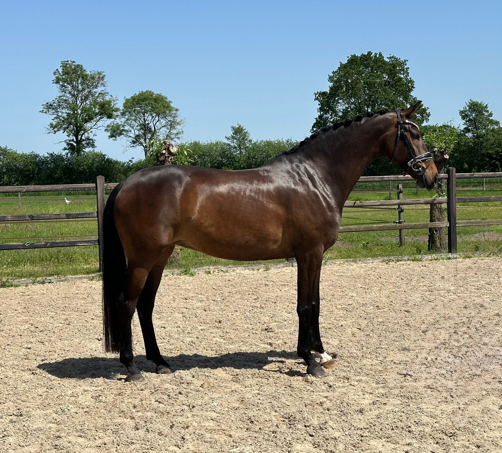 Mooie 8 jarige Elite merrie, Dieren en Toebehoren, Paarden, Merrie, Met stamboom, Dressuurpaard, L