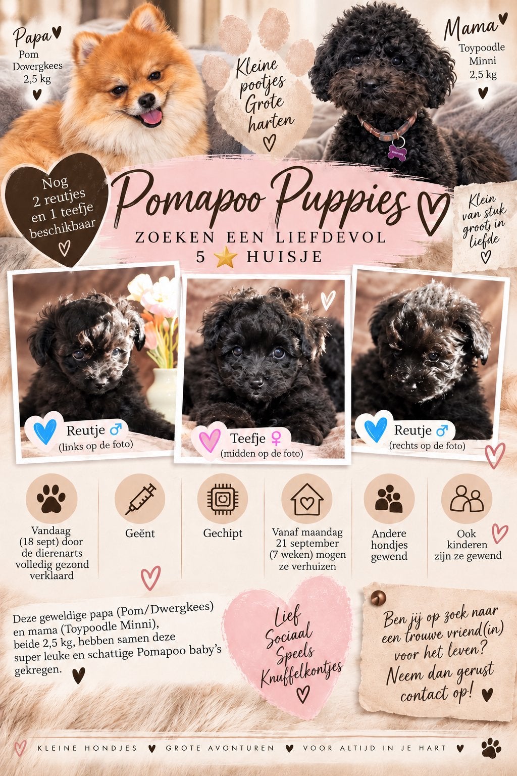 Pomapoo pups, Ophalen, Nieuw, Overige typen