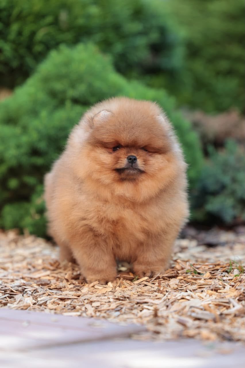 BEARFACE pomeriaan pups, Particulier, Keeshond, 8 tot 15 weken, Buitenland