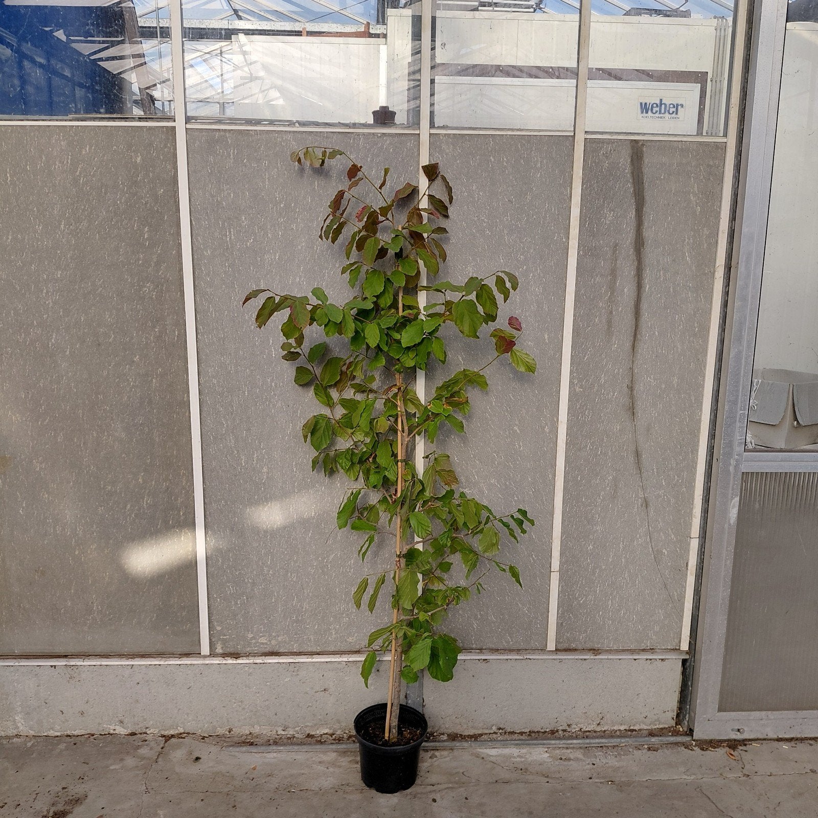 Parrotia persica - Perzisch ijzerhout (175cm), Tuin en Terras, Planten | Bomen, Ophalen of Verzenden, Volle zon, Overige soorten
