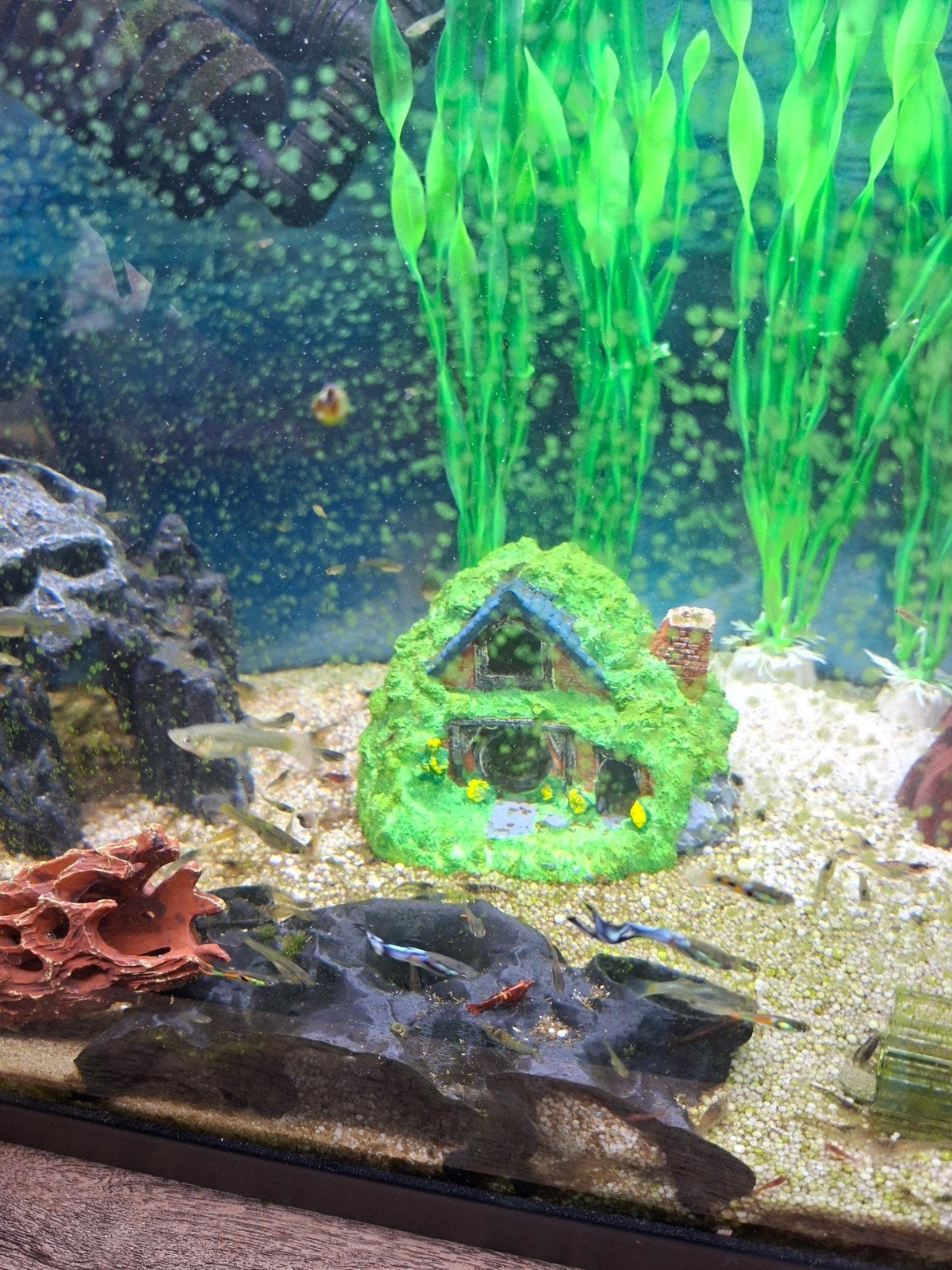 Guppies, Dieren en Toebehoren, Vis, Zoetwatervis, Schoolvis