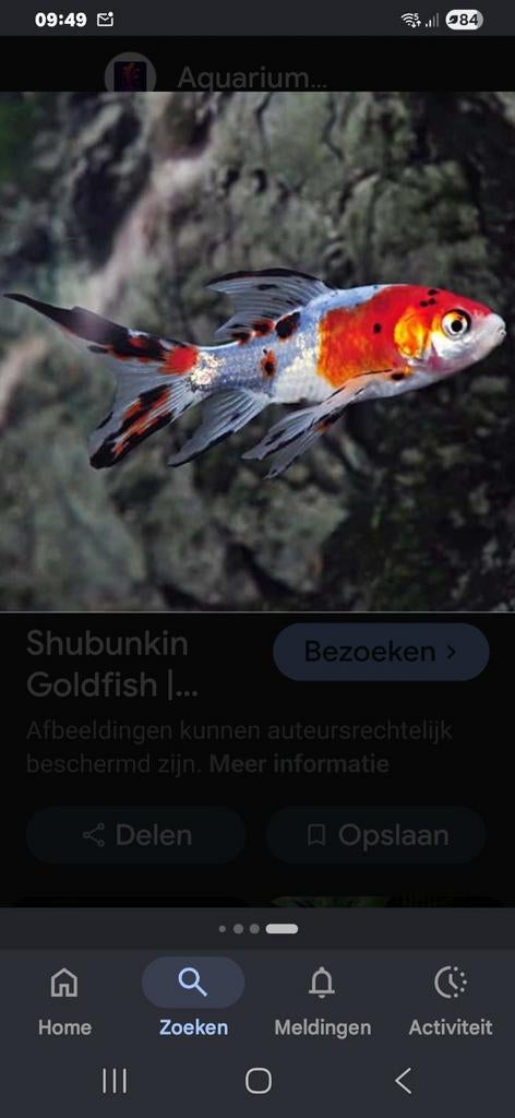 Gezocht: sluierstaart vissen voor vijver.  Alle kleuren Welk