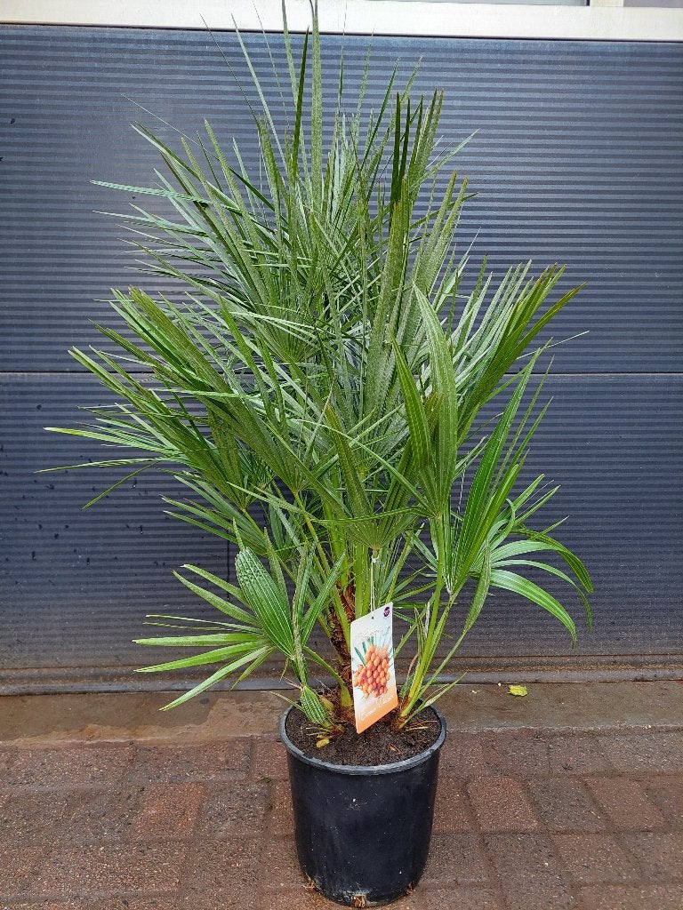 XL Chamaerops Humilis - Europese Dwergpalm H: 110 cm., Tuin en Terras, 100 tot 250 cm, Zomer, Palmboom, Ophalen