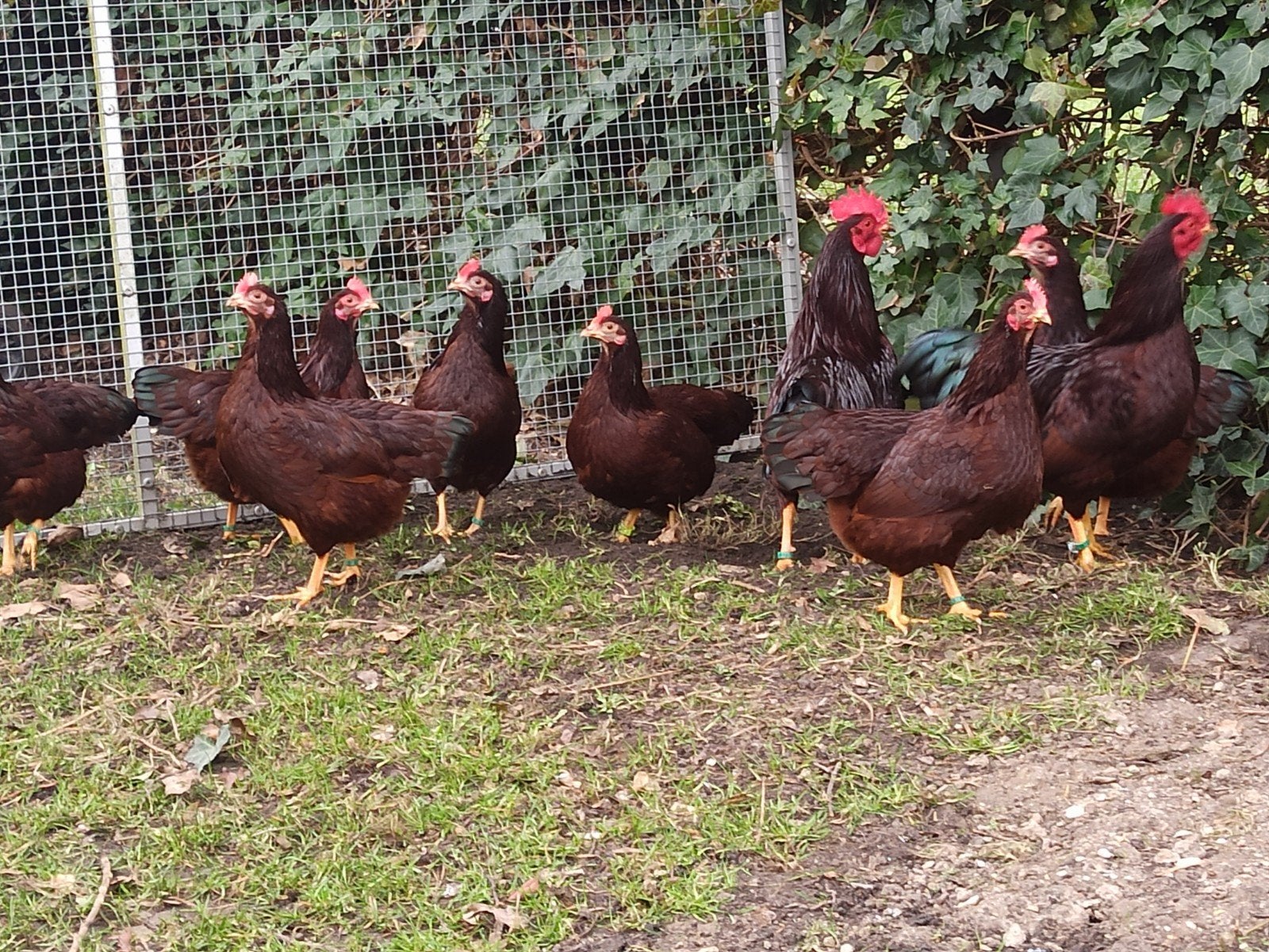 Rhode Island red 1+4 kriel en broedeieren