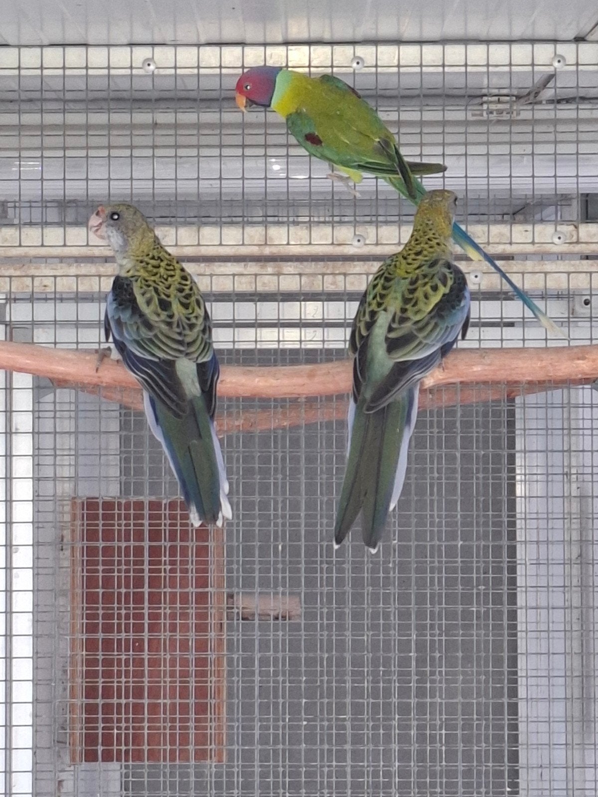 Bleekkop rosella, Dieren en Toebehoren, Vogels | Parkieten en Papegaaien, Vrouwelijk, Parkiet