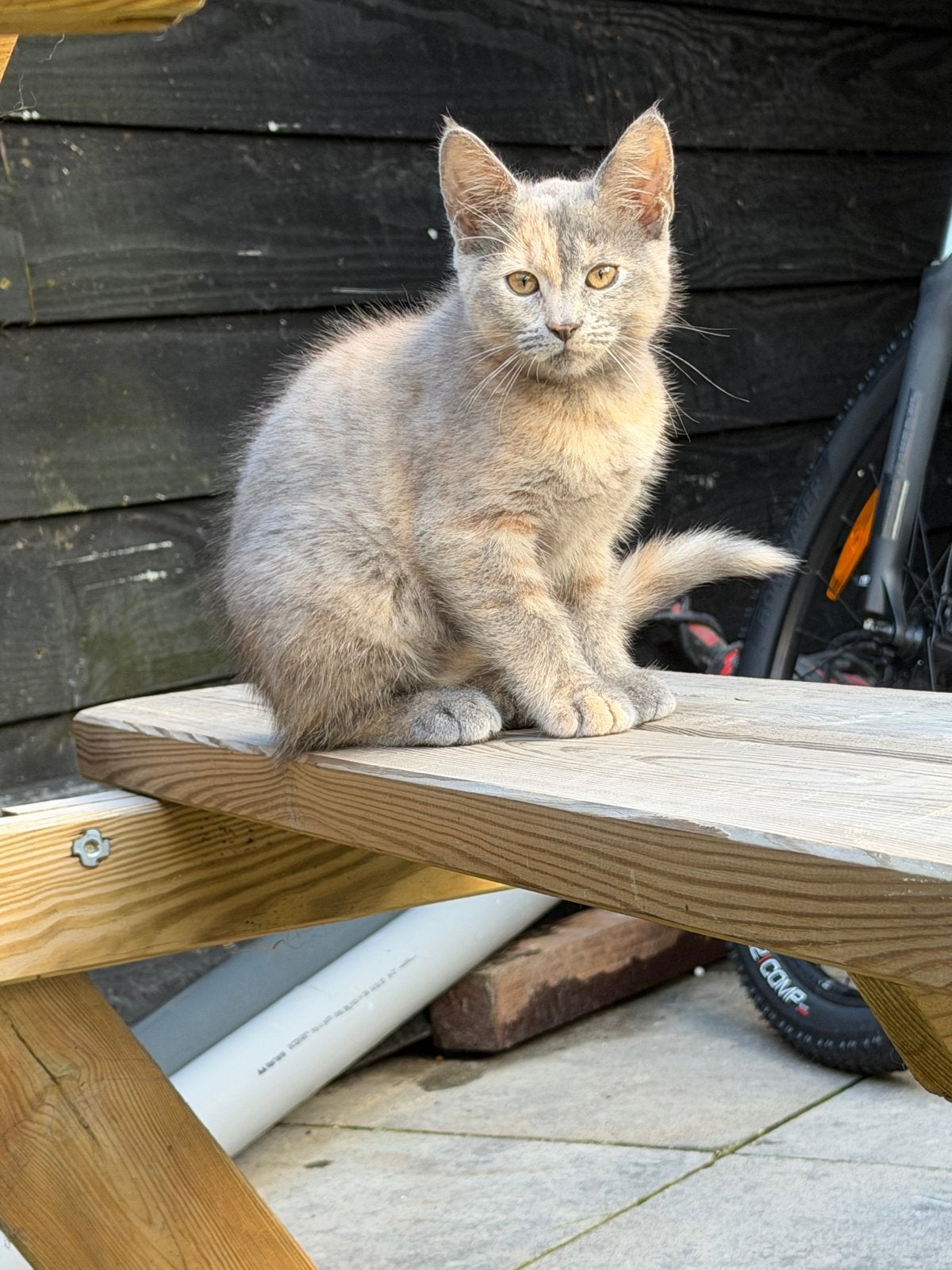 Half maine coon kittens, Poes, 0 tot 2 jaar