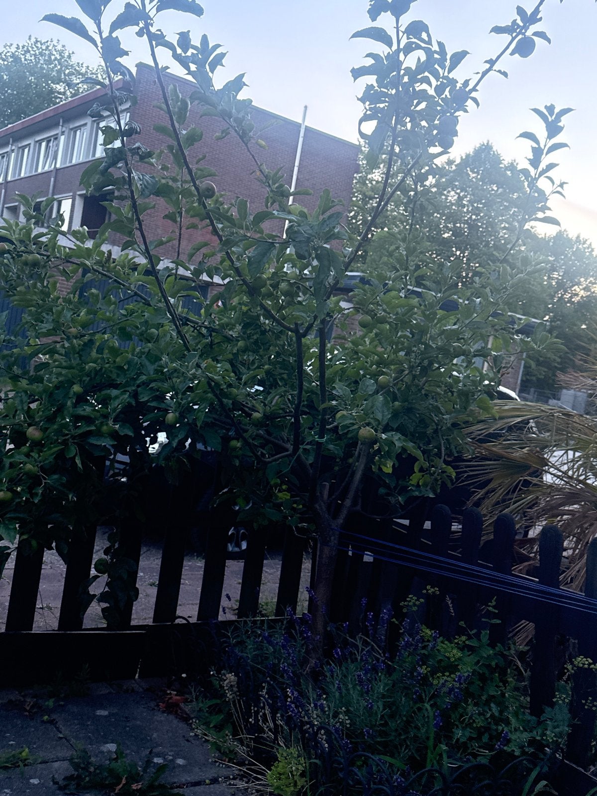 Appelboom, Ophalen, Overige soorten, Struik, 100 tot 250 cm