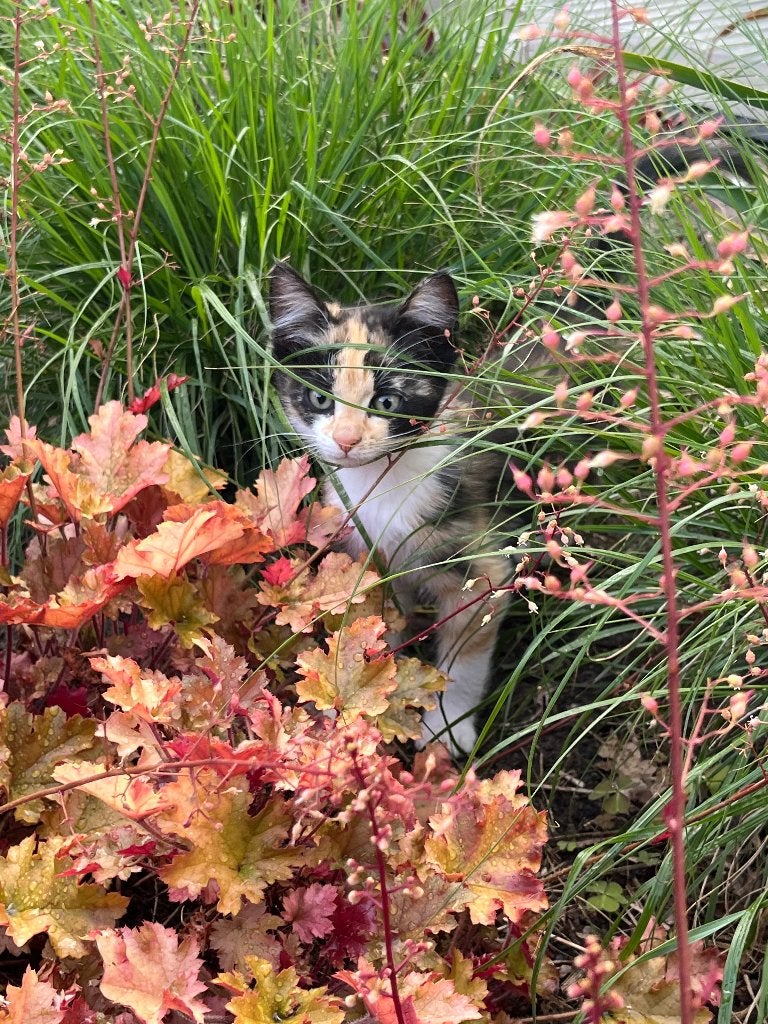 4 Mooie lieve boerderij kittens poes lapjes wit rood zwart, Meerdere dieren, Kortharig, 0 tot 2 jaar