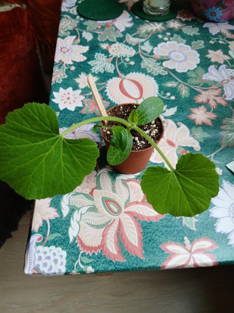 Sierkalebasplantje te ruil voor bio courgetteplantje, Ophalen, Volle zon