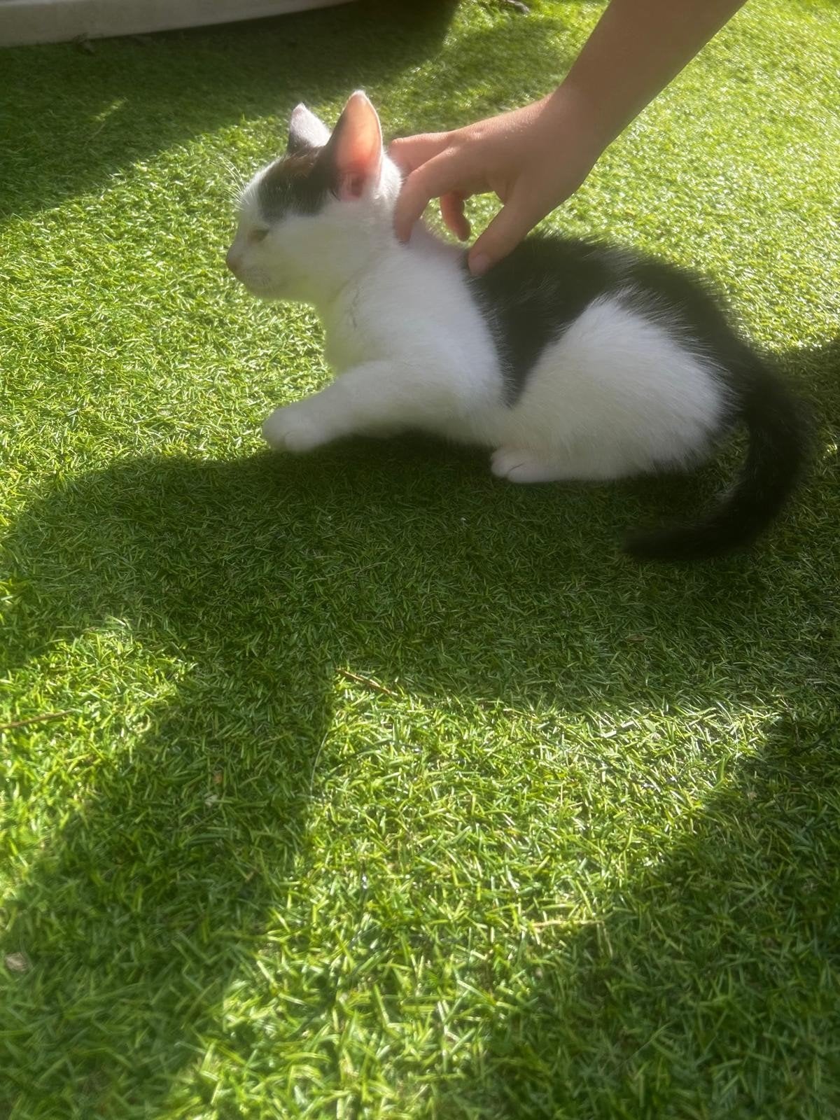 Lieve Britse Korthaar mix kitten zoekt liefdevol thuis., Meerdere dieren, Kortharig, 0 tot 2 jaar