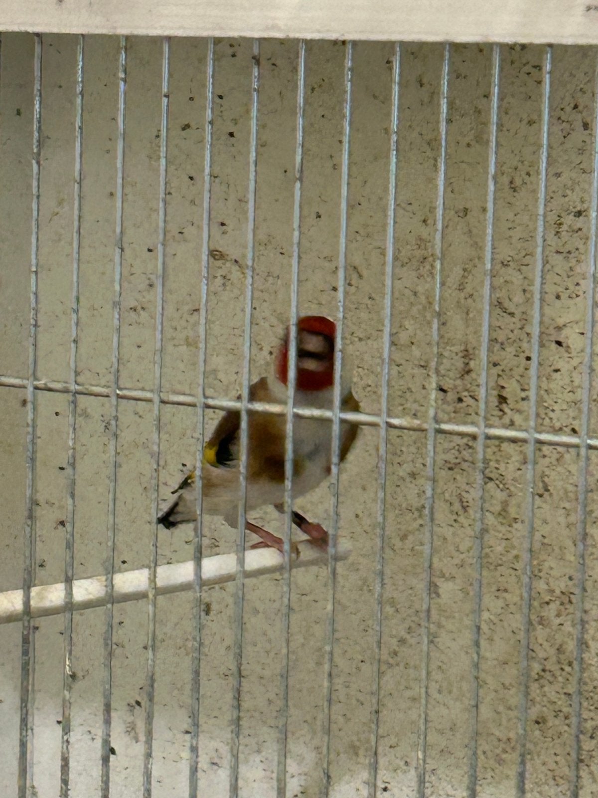 Mooie majoor putter man 25, Mannelijk, Wildzangvogel, Geringd