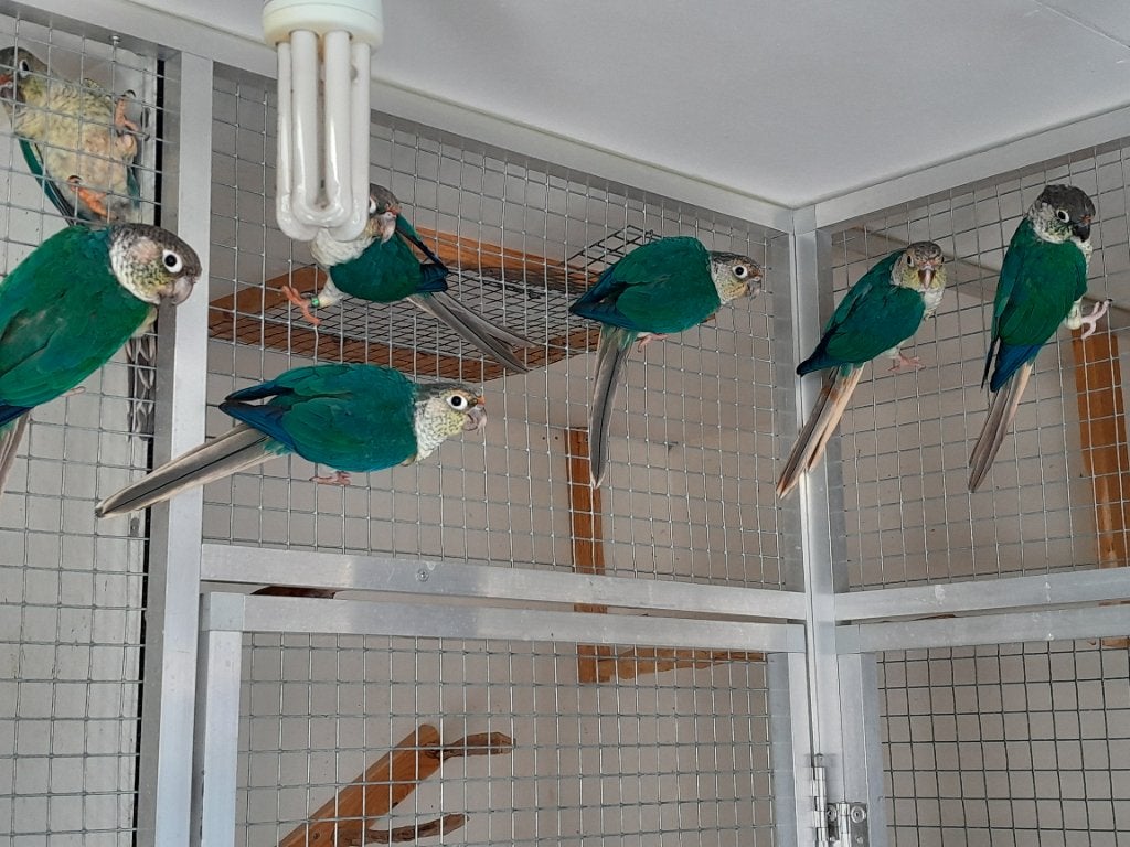 3 jonge pyrrhura's. Turquoise violet opaline, Meerdere dieren, Parkiet, Geringd