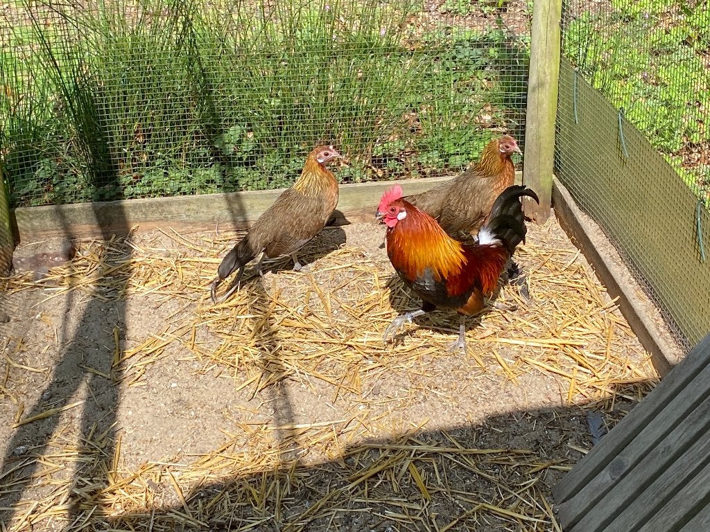 0 - 3 rode kamhoen, Dieren en Toebehoren, Vrouwelijk, Geringd