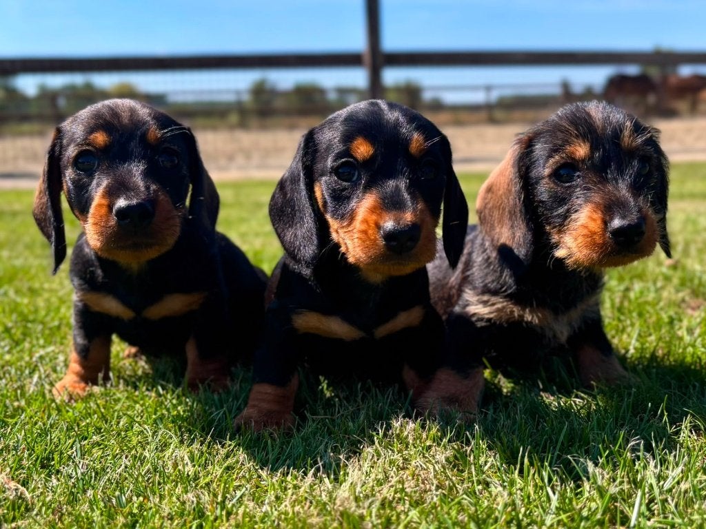 prachtige Kaninchen Dwergteckel Ruwhaar met stamboom, Kaninchen, Parvo, 8 tot 15 weken, Meerdere