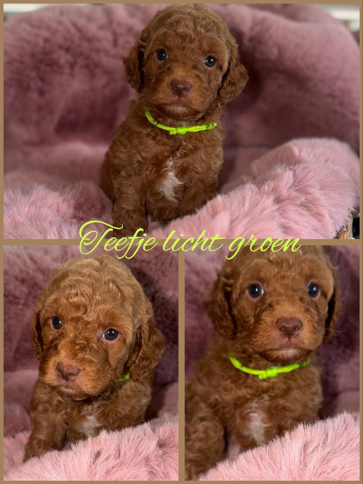 Australian labradoodle pups met stamboom, 8 tot 15 weken, Meerdere, Nederland, Fokker | Hobbymatig