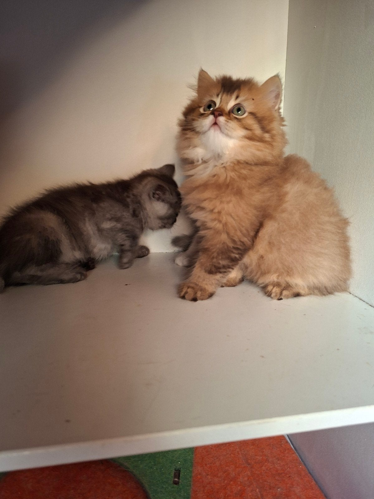 Prachtige Britse kittens te koop ️