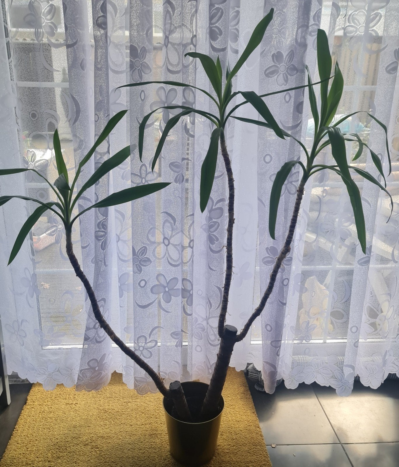Grote Yucca kamerplant in pot, Ophalen of Verzenden, In pot, Halfschaduw
