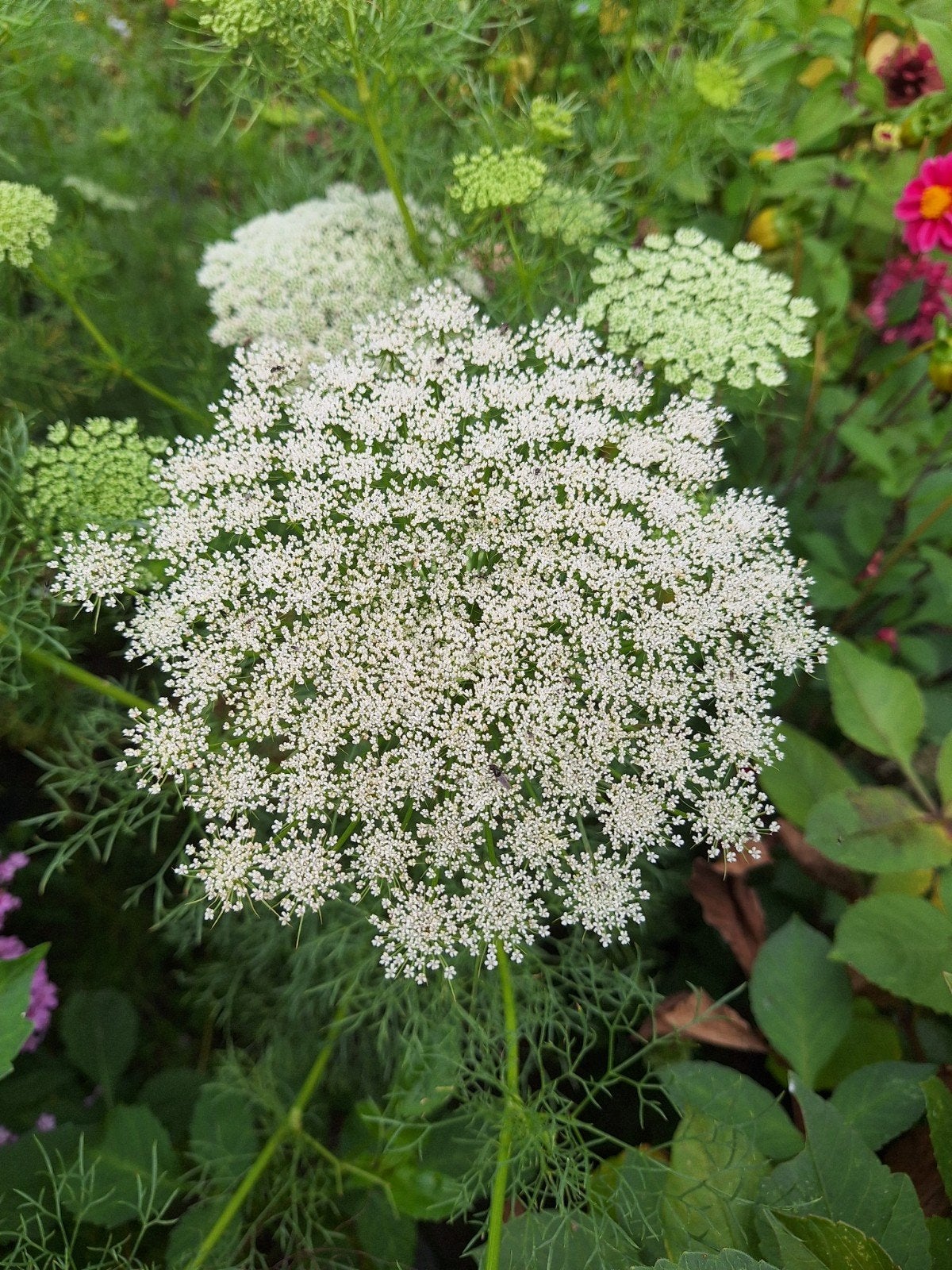Ammi visnaga, Tuin en Terras, Ophalen of Verzenden