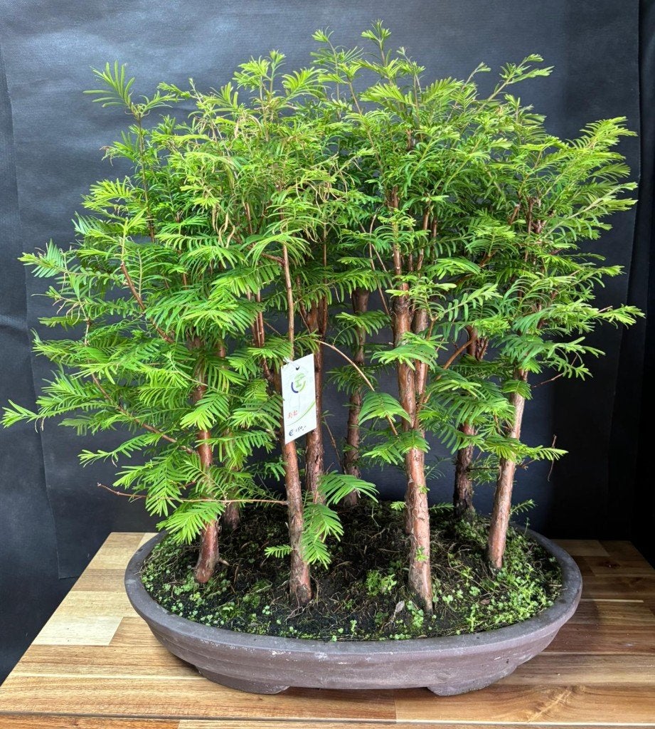 Japanse Bonsai buiten in diverse soorten en maten, In pot, Halfschaduw, Lente, Minder dan 100 cm