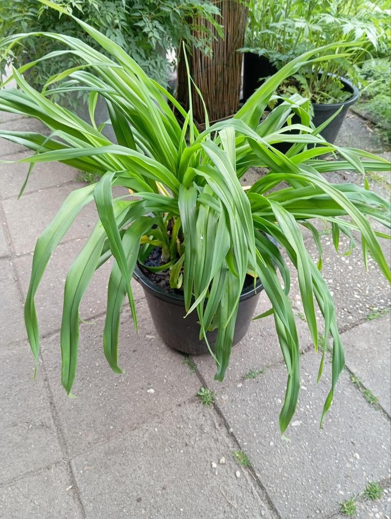 Vaste planten, tuinplanten, zomerbloeiers, Ophalen of Verzenden, Siergrassen, Volle zon
