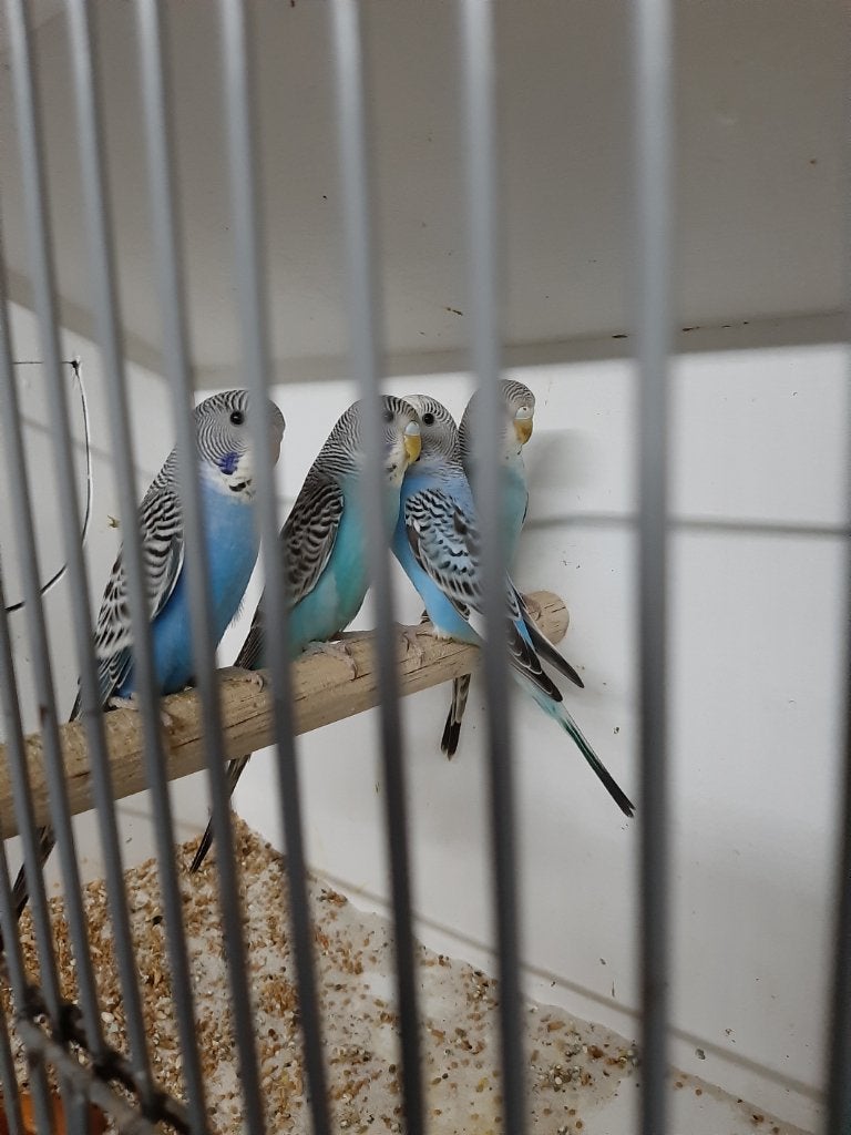 Grasparkieten kanssplit blackface en kanssplit blackwing, Dieren en Toebehoren, Vogels | Parkieten en Papegaaien, Meerdere dieren