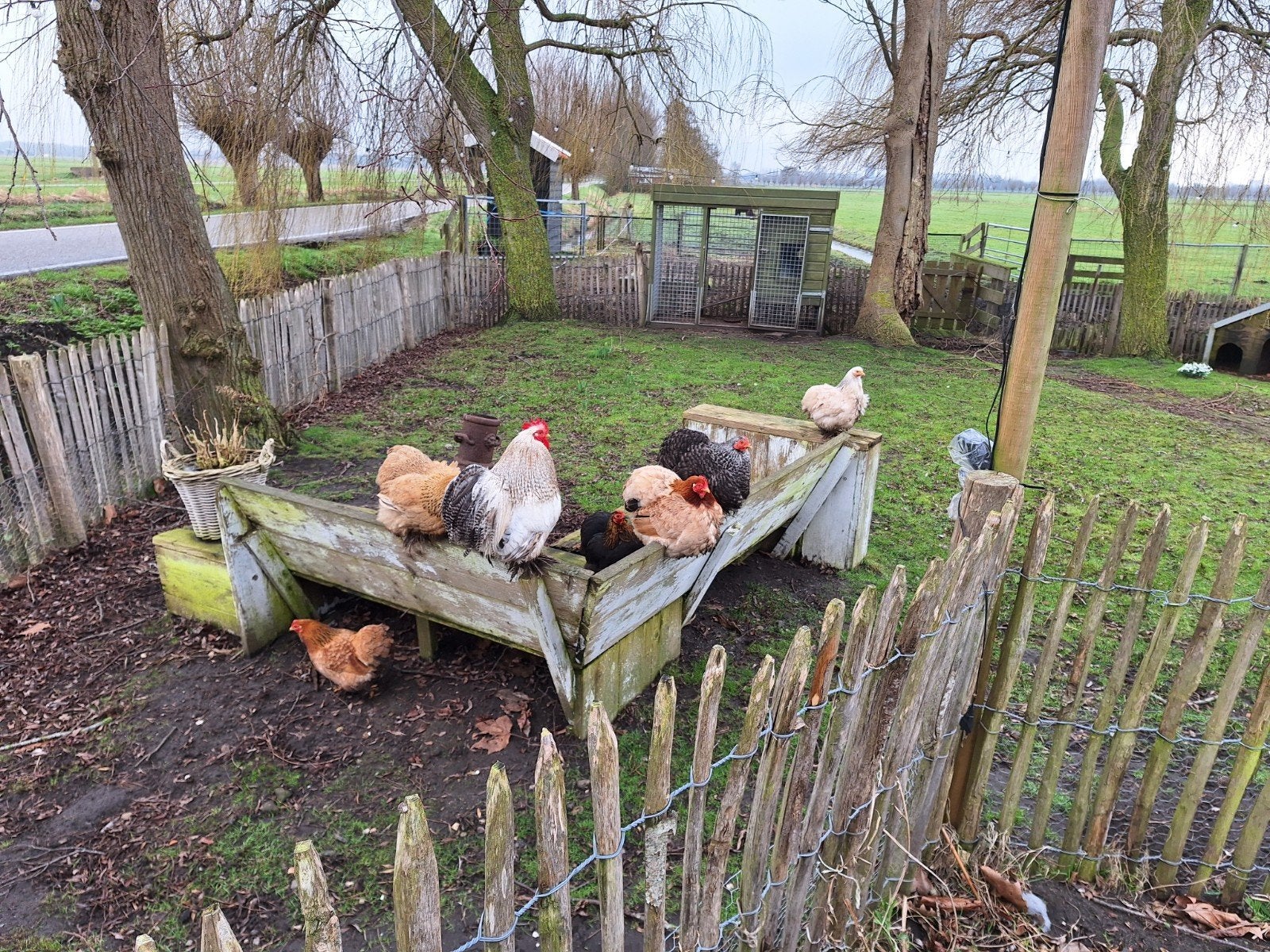 Broedeieren cochin kriel, Dieren en Toebehoren, Pluimvee, Geslacht onbekend, Kip