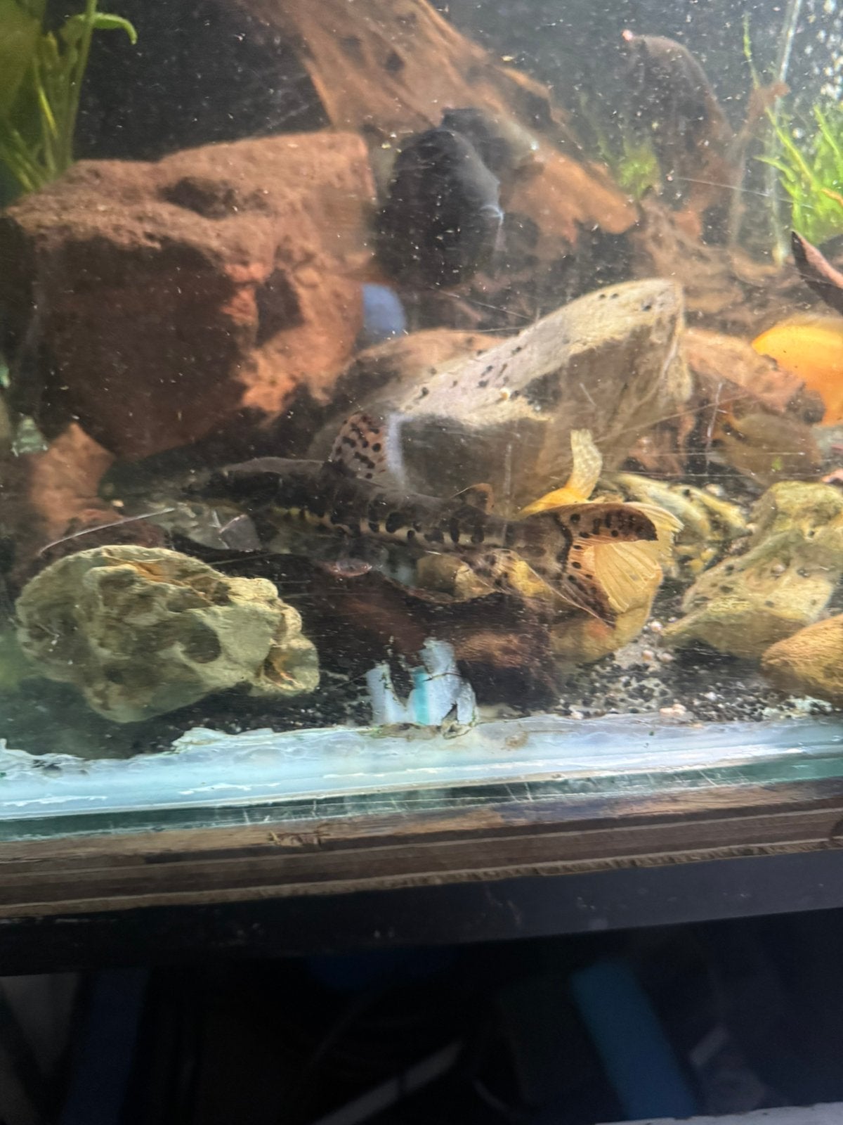 Jonge tiger shovelnose, Vis