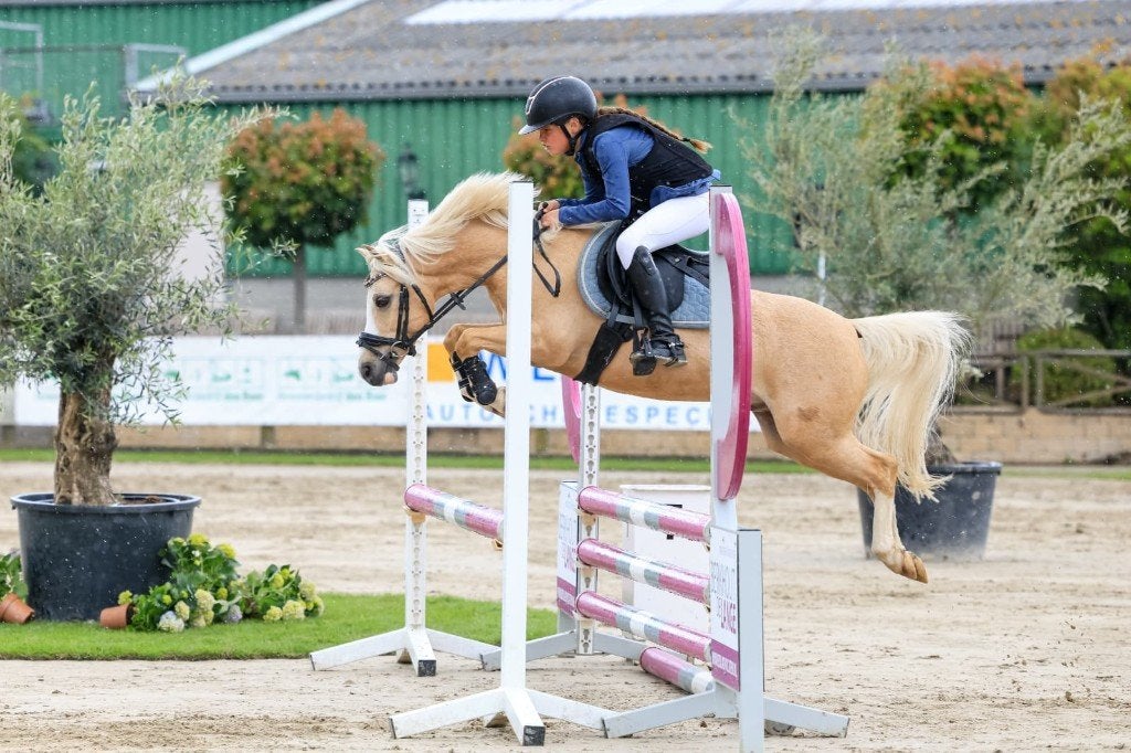 De allerliefste allround kinderpony, Dieren en Toebehoren, Pony's, Met stamboom, Ruin, Springpony, L