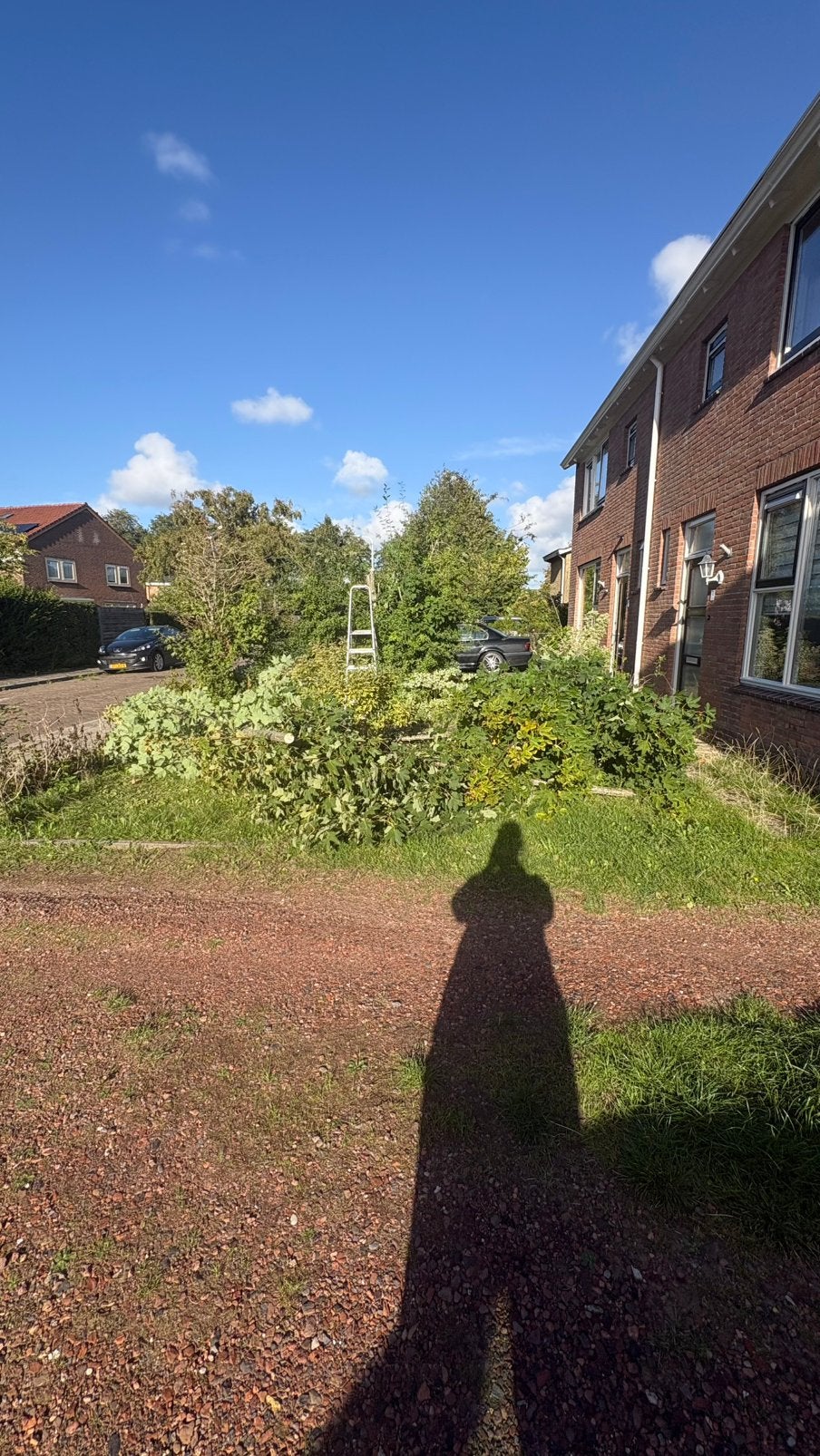 Gratis brandhout. Zelf ophalen. Esdoorn., Ophalen, Bloeit niet, Halfschaduw, Overige soorten