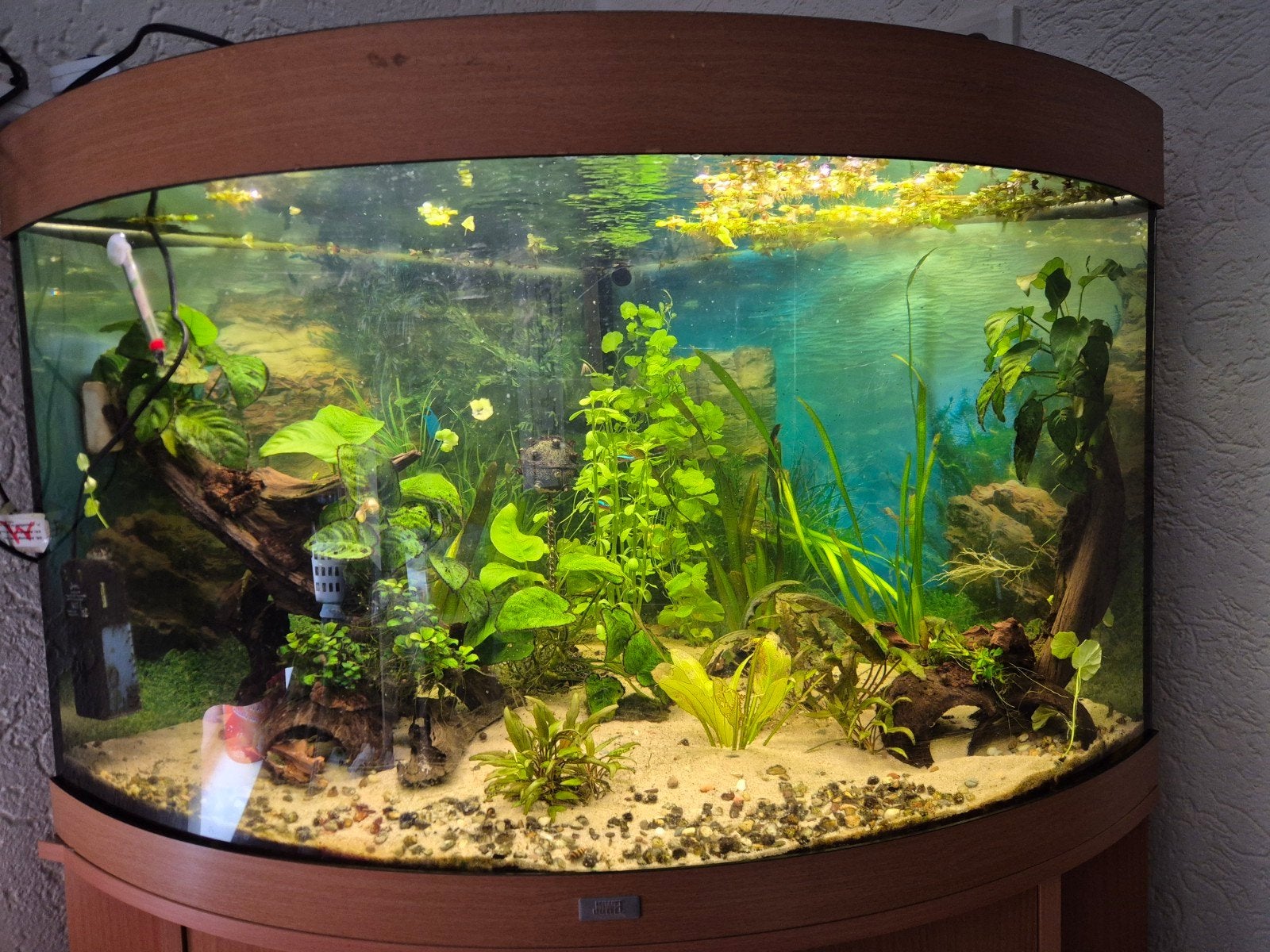 Juwel 190 liter aquarium, Ophalen, Gebruikt, Gevuld zoetwateraquarium, Juwel