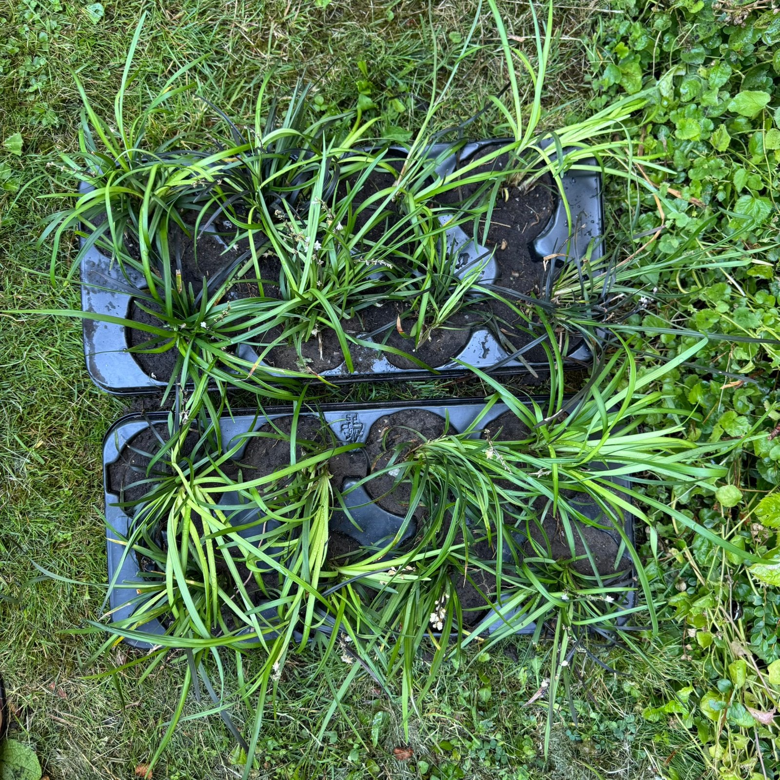 Slangenbaard potmaat 10cm, Ophalen, Overige soorten, Volle zon