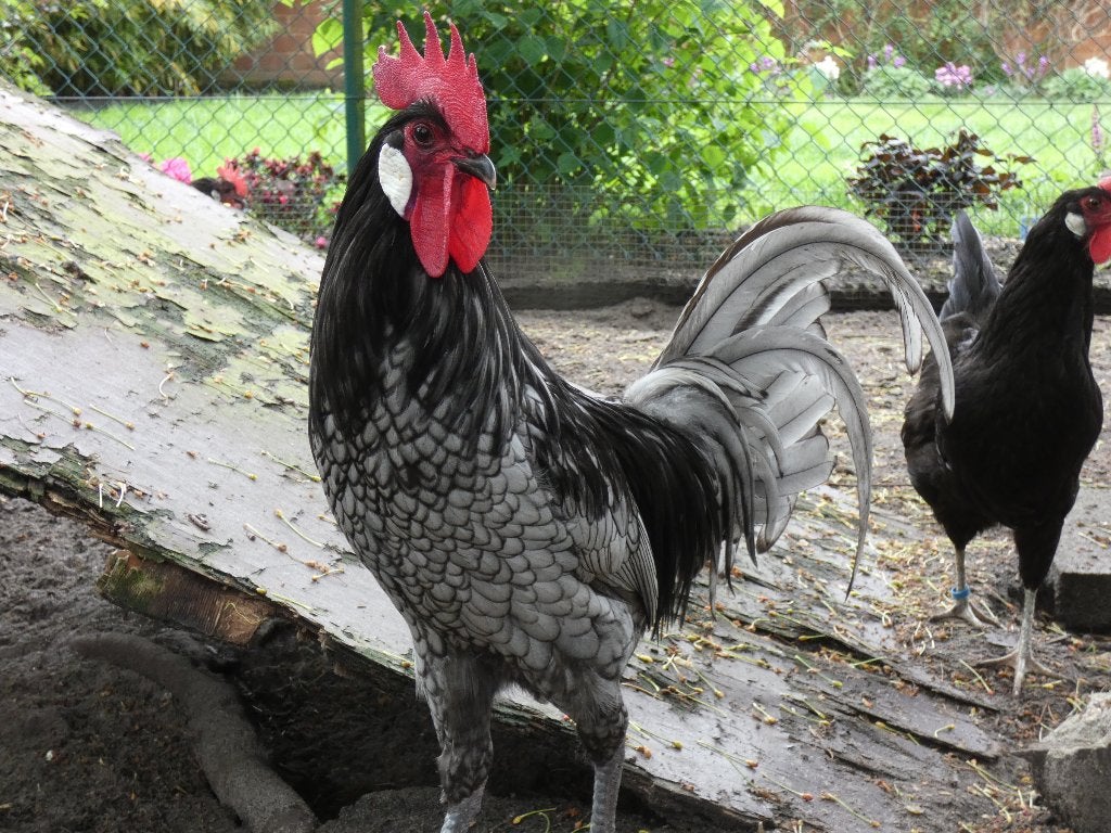 prachtige andalusier haan, Dieren en Toebehoren, Pluimvee, Mannelijk, Kip