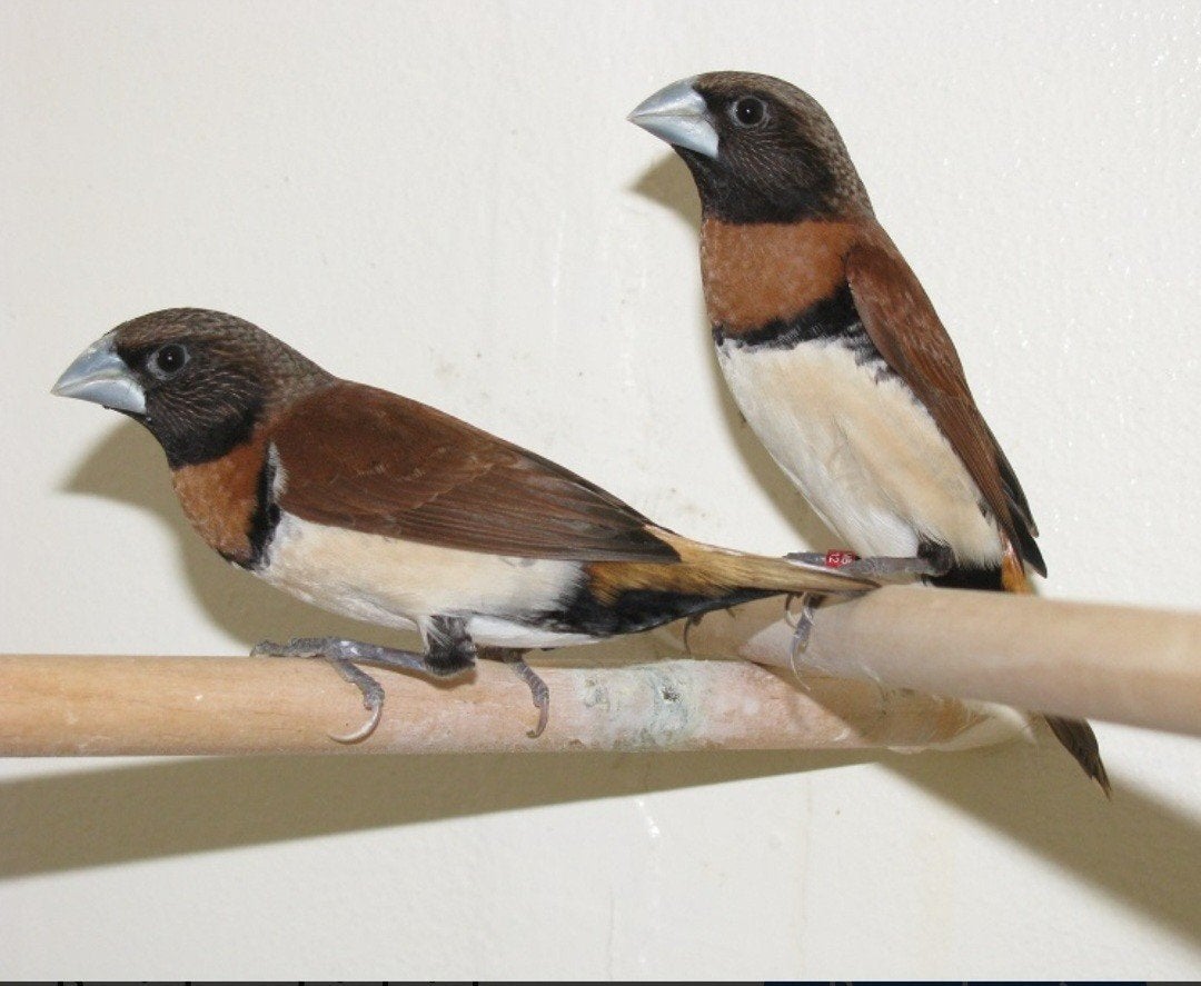mooi koppeltje bruinborstrietvinken, Meerdere dieren, Geringd