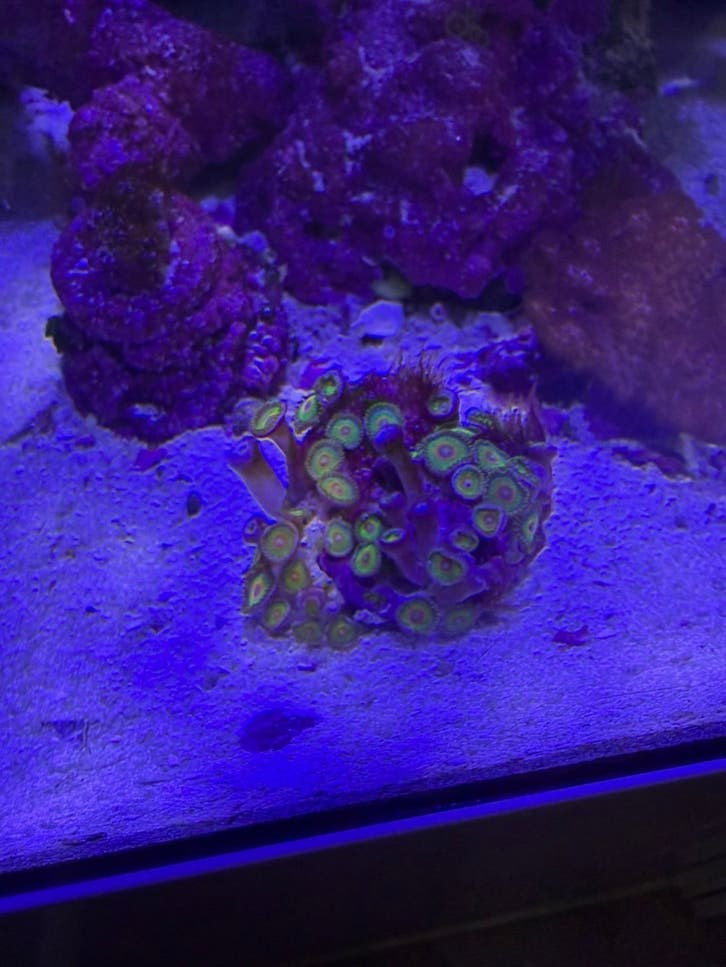 Rasta Zoa stek +/- 30 poliepen, Vis, Zoutwatervis