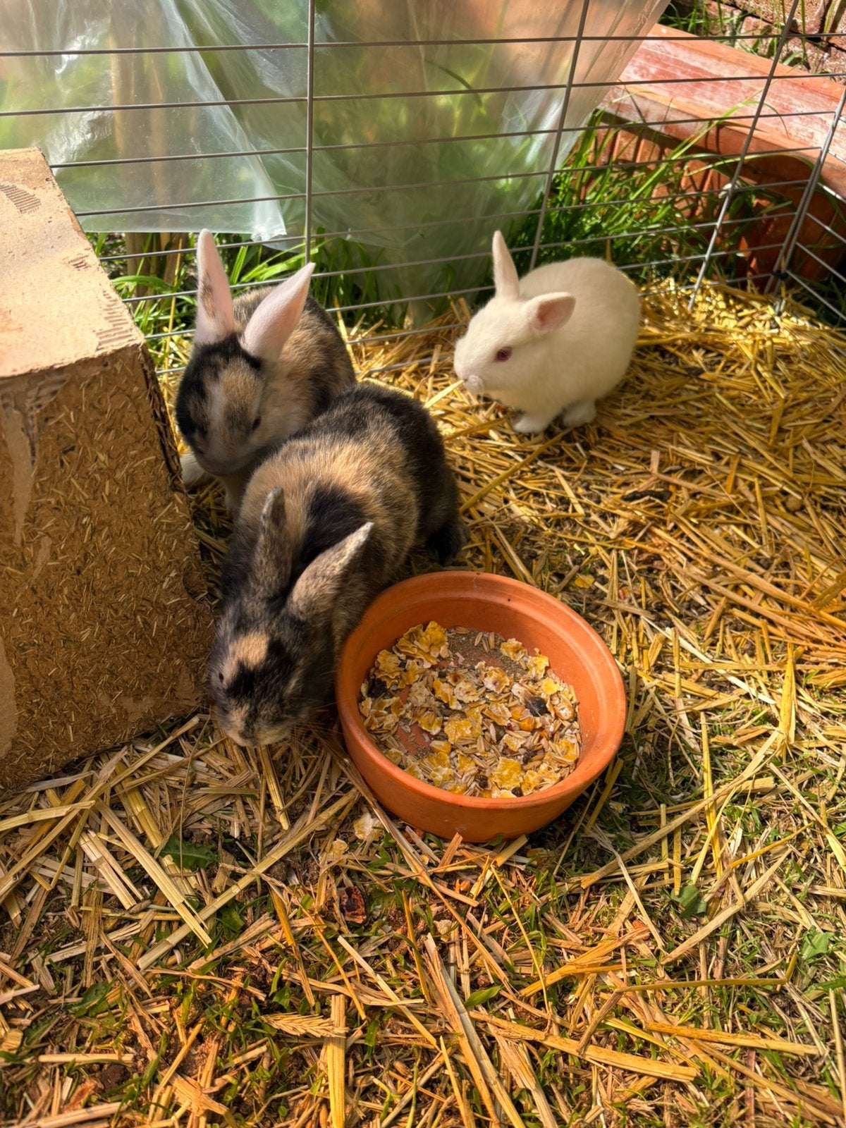 Baby konijntjes, Dieren en Toebehoren, Konijnen, Geslacht onbekend, Dwerg