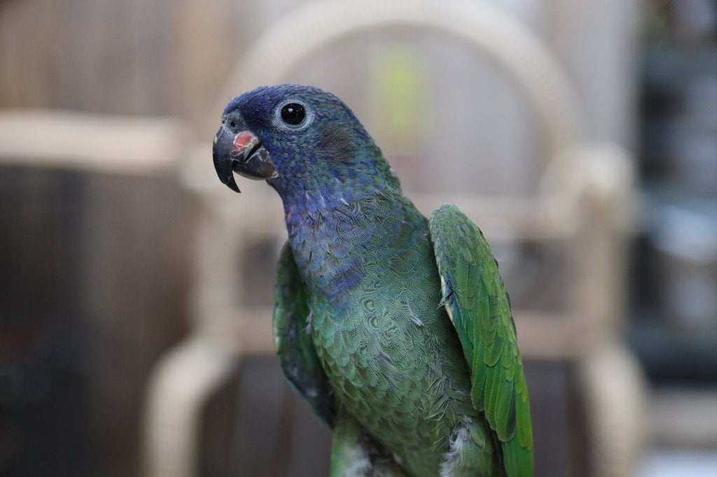Lieve | Jonge Baby Pionussen Menstruus | Handtam | Getest, Meerdere dieren, Papegaai, Pratend
