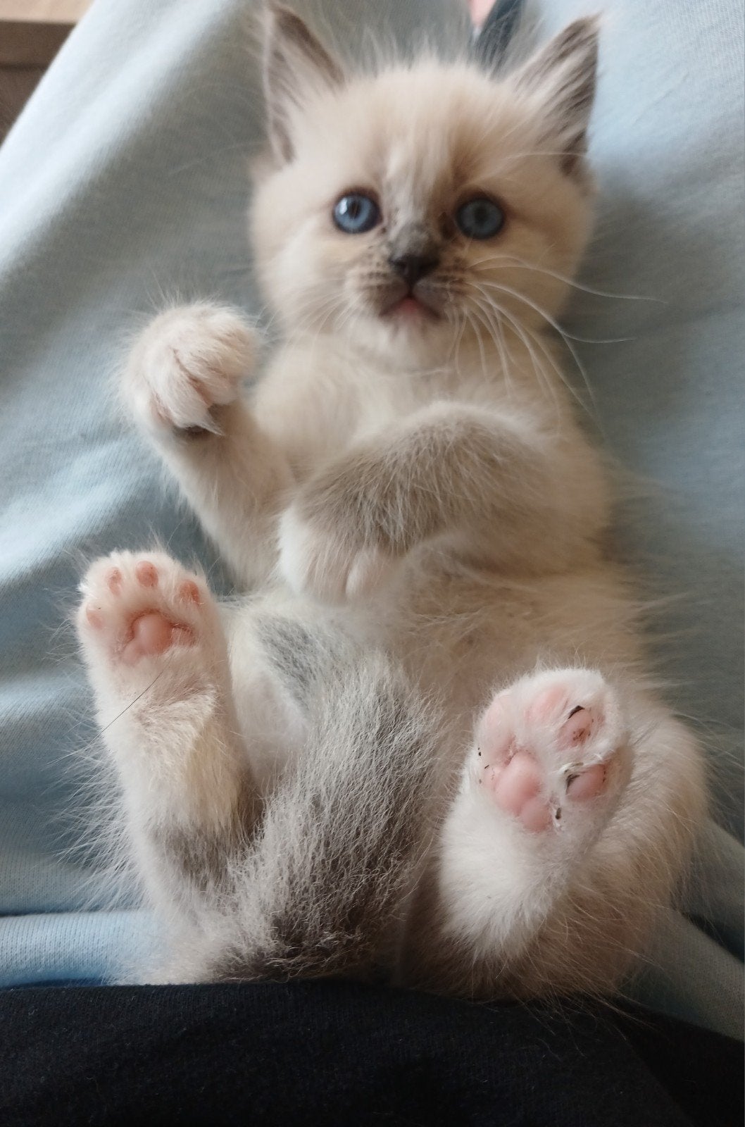 Nog 1 Ragdoll poesje. Raszuiver en 100% Knuffel garantie!, Poes, Ontwormd, 0 tot 2 jaar