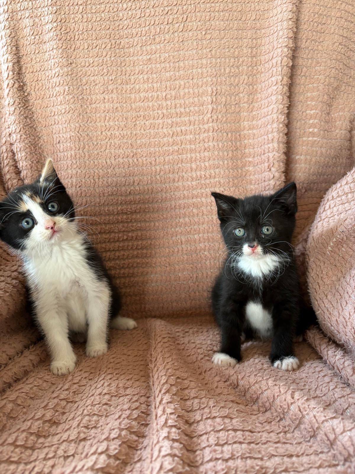 Kittens, Dieren en Toebehoren, Meerdere dieren, Kortharig, 0 tot 2 jaar