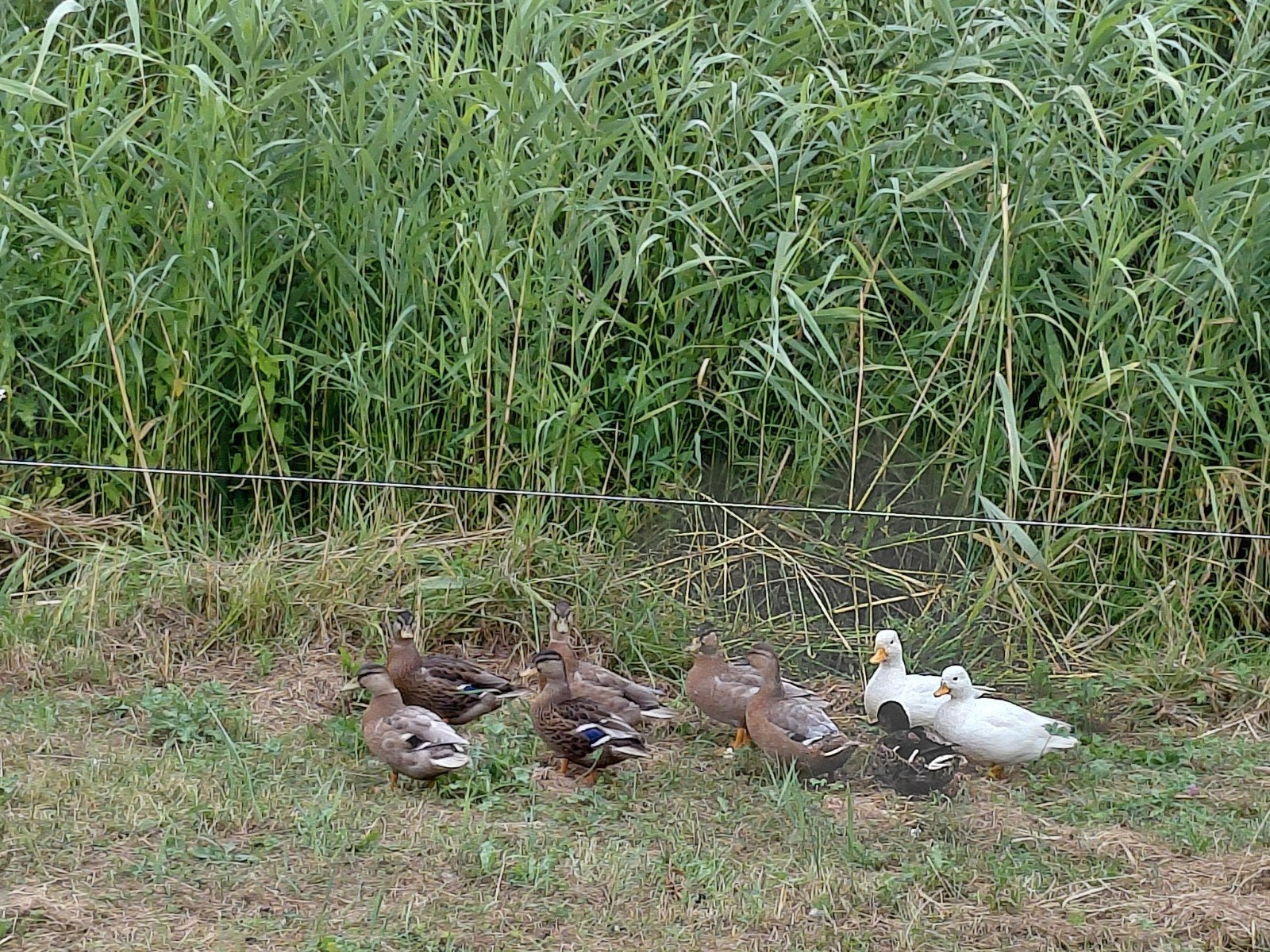 kwaker eenden wit wildkleur en blauwwildkleur, Dieren en Toebehoren, Meerdere dieren, Eend