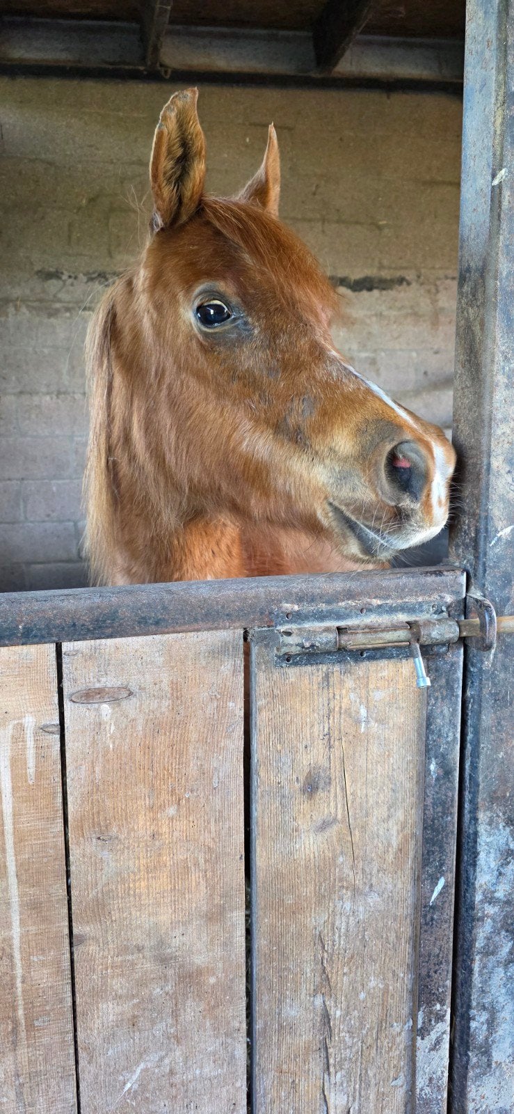 Pony te koop aangeboden (uberbrave dame) 1.27 (50%arabier), Merrie, 11 jaar of ouder