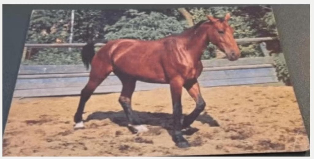 Paarden - In de bak, Verzenden, 1960 tot 1980, Gelopen, Paard